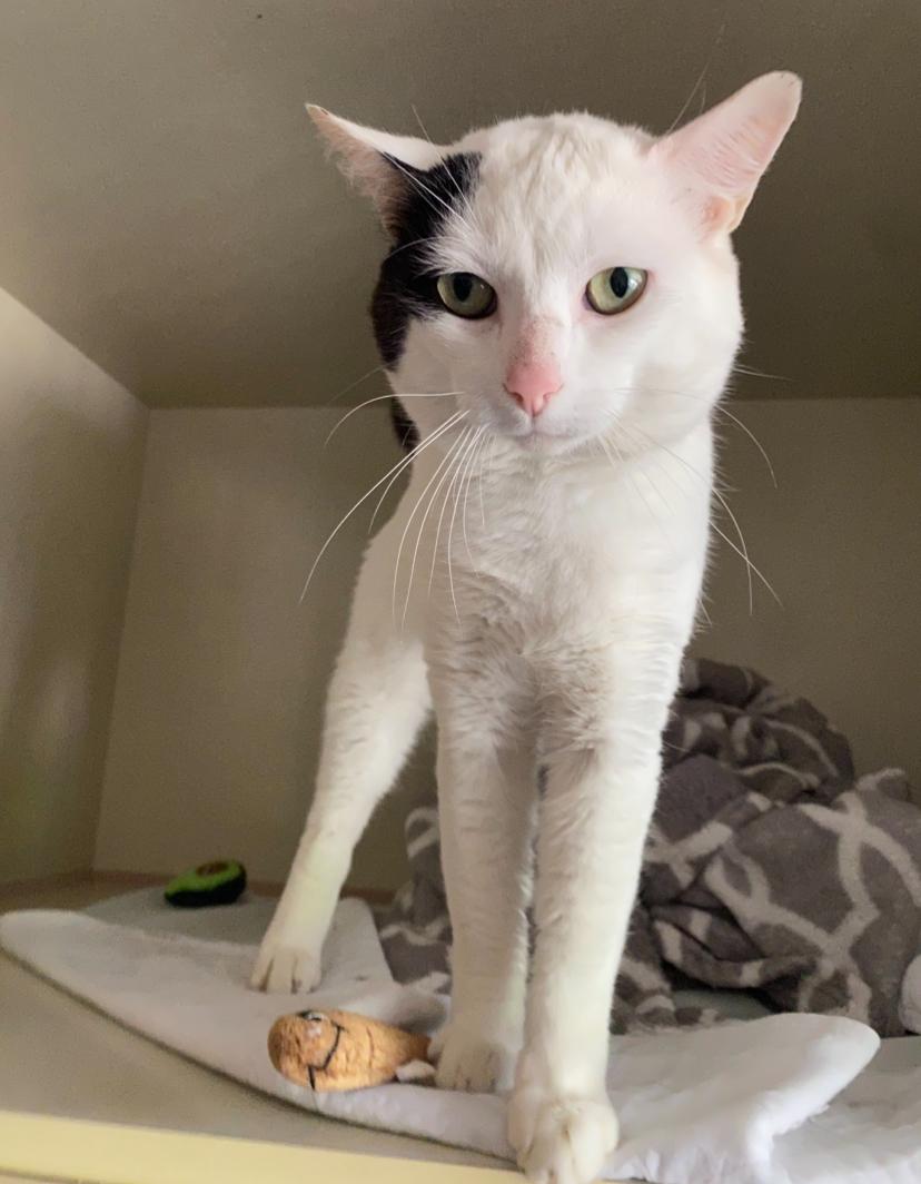 Mr Tail, Adult Male Domestic Short Hair
