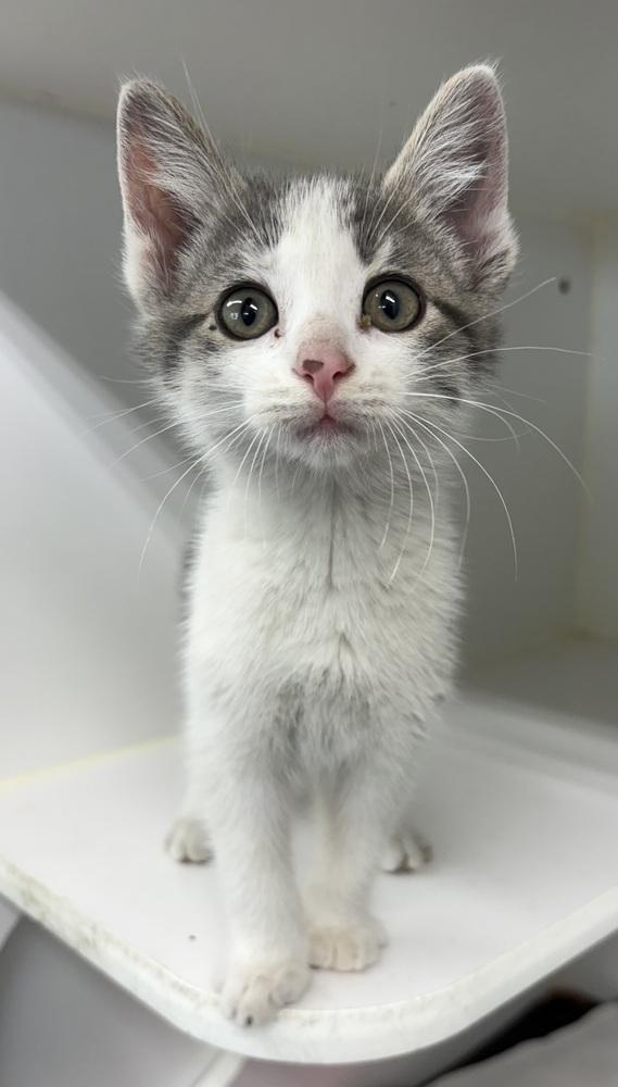 Petey, Adoptable, Kitten Male Domestic Short Hair.