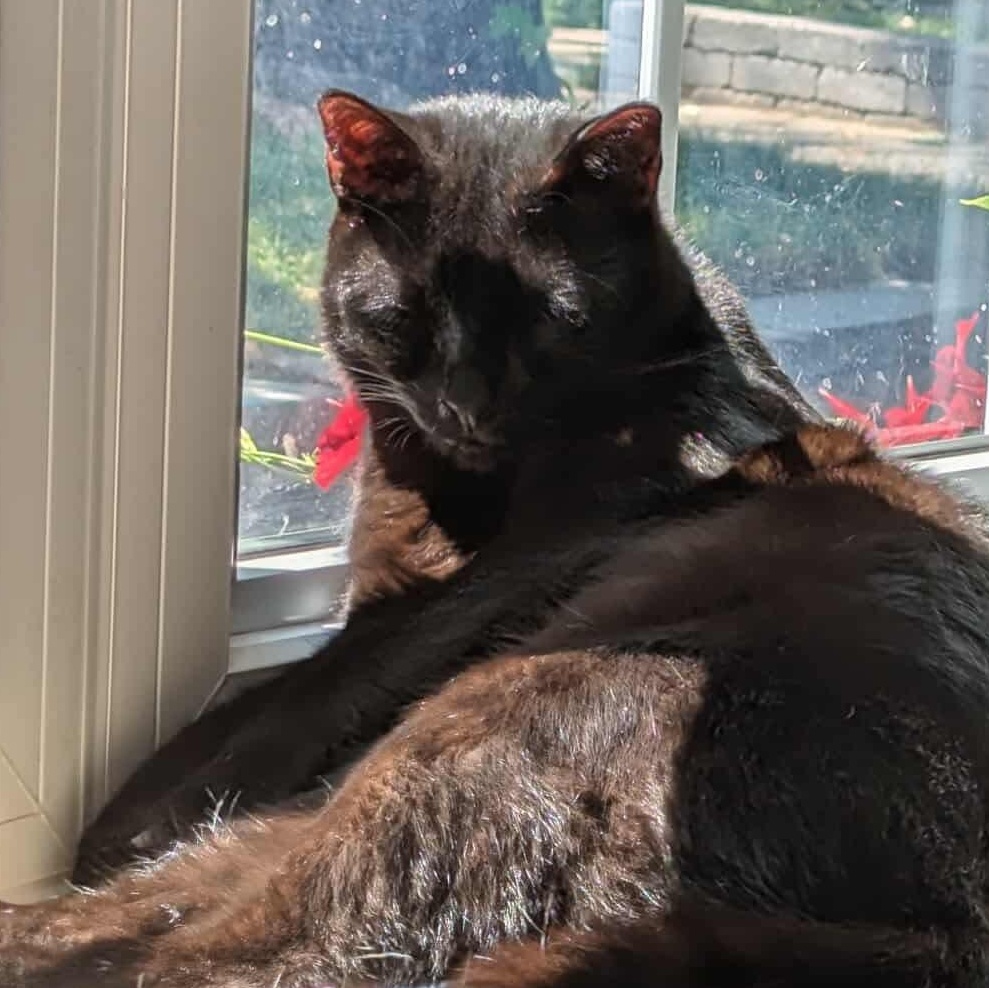 Enlarge Prince, a Adoptable mixed breed in Scarborough, ON image 1/5