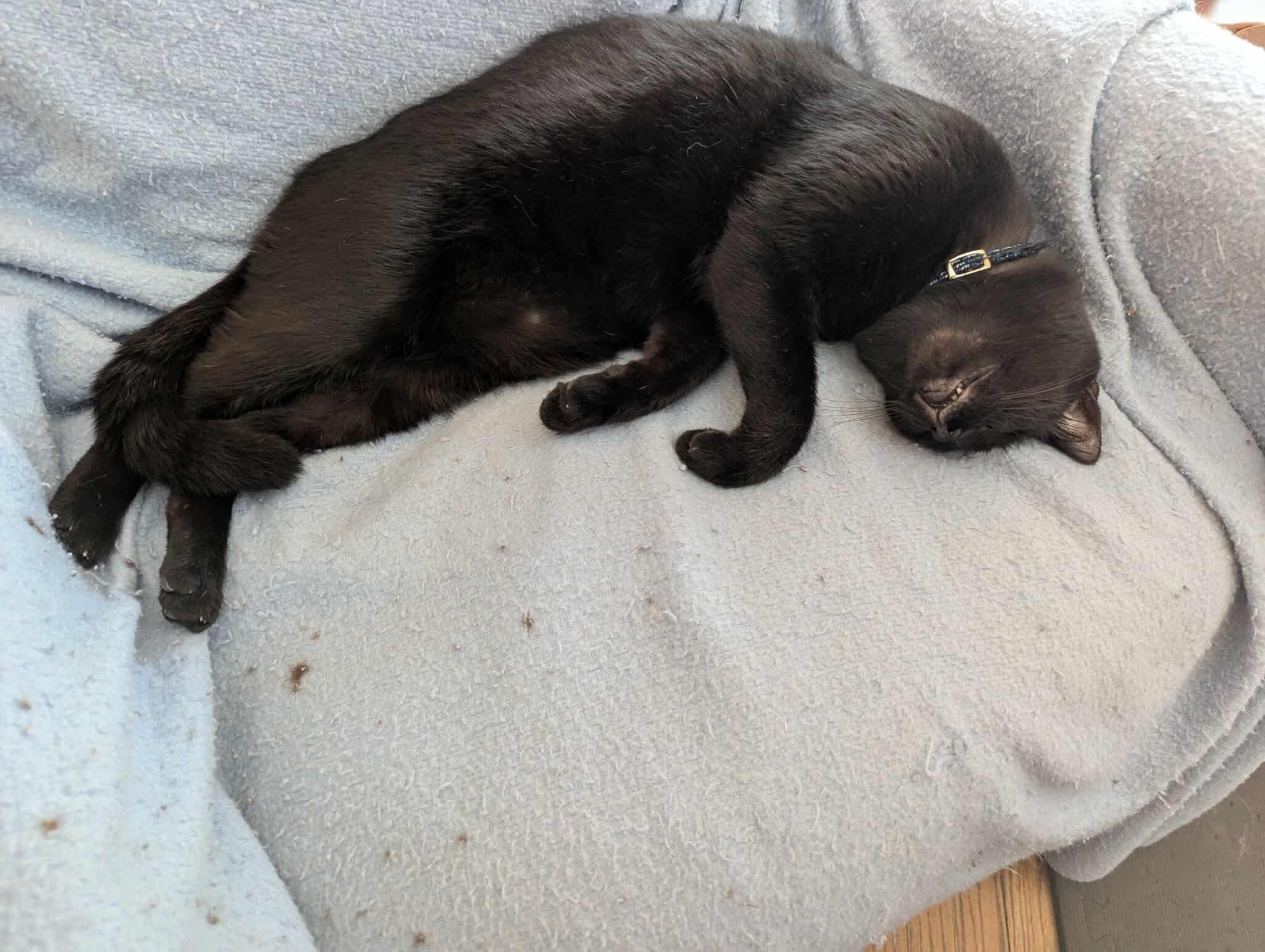 Enlarge Prince, a Adoptable mixed breed in Scarborough, ON image 3/5