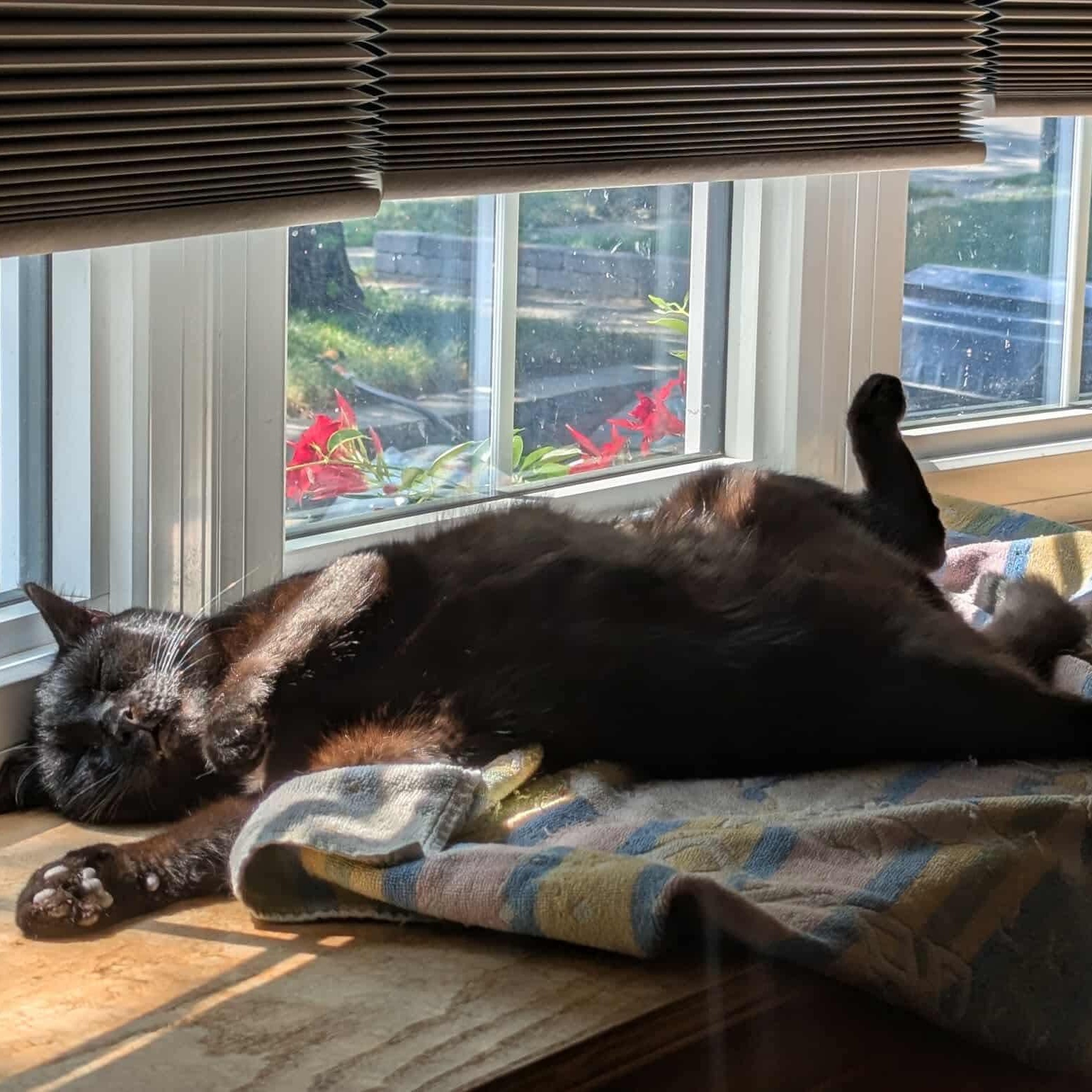 Enlarge Prince, a Adoptable mixed breed in Scarborough, ON image 4/5