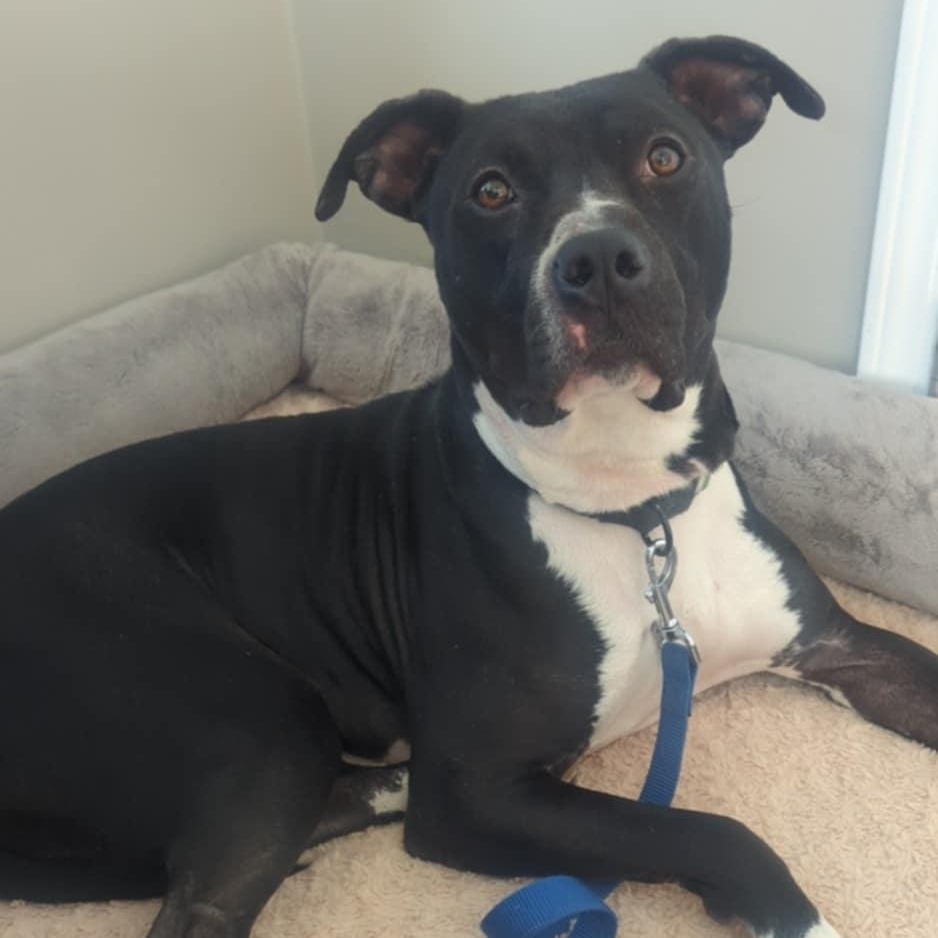 Enlarge Beckham, a Adoptable mixed breed in Simpsonville, SC image 2/6