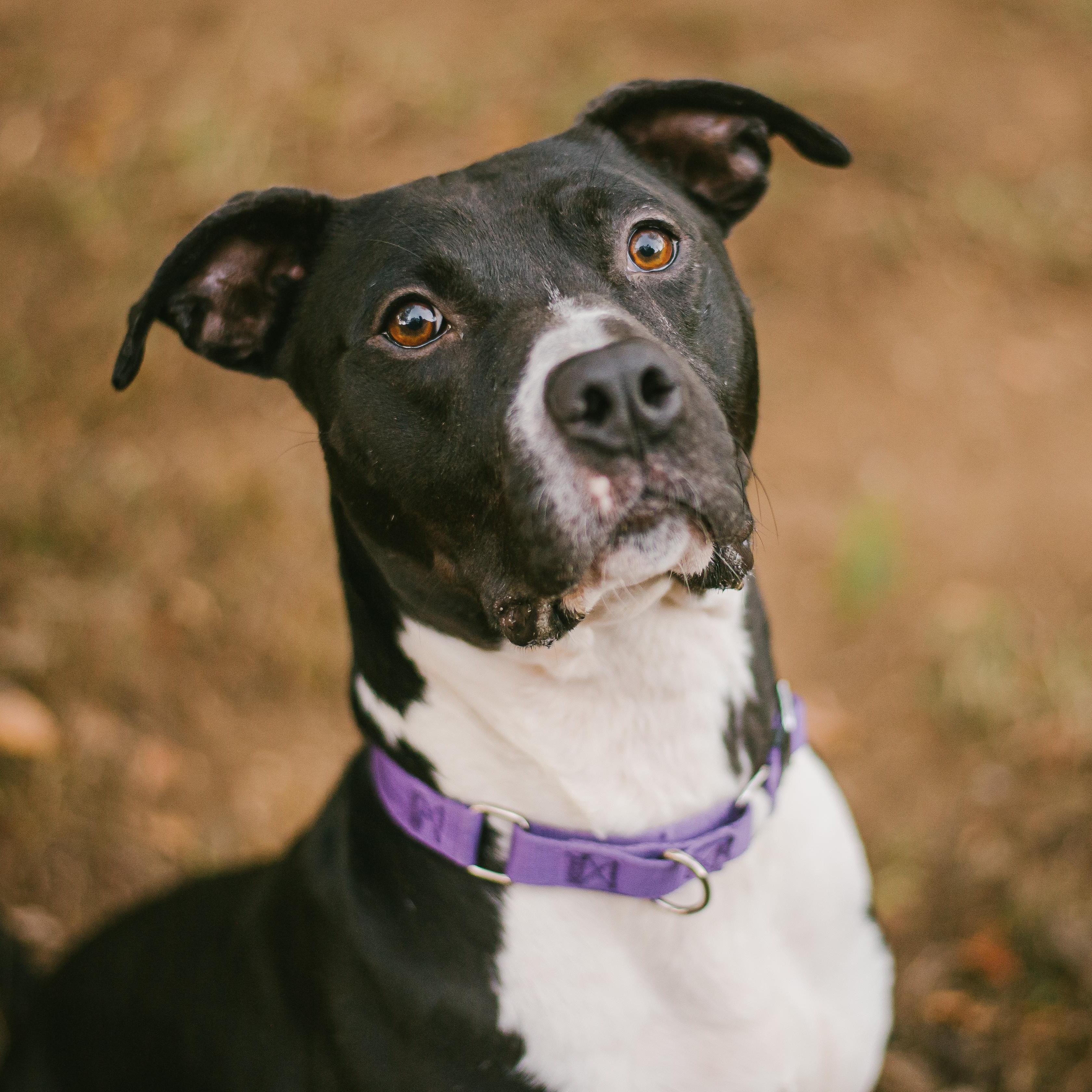 Enlarge Beckham, a Adoptable mixed breed in Simpsonville, SC image 4/6