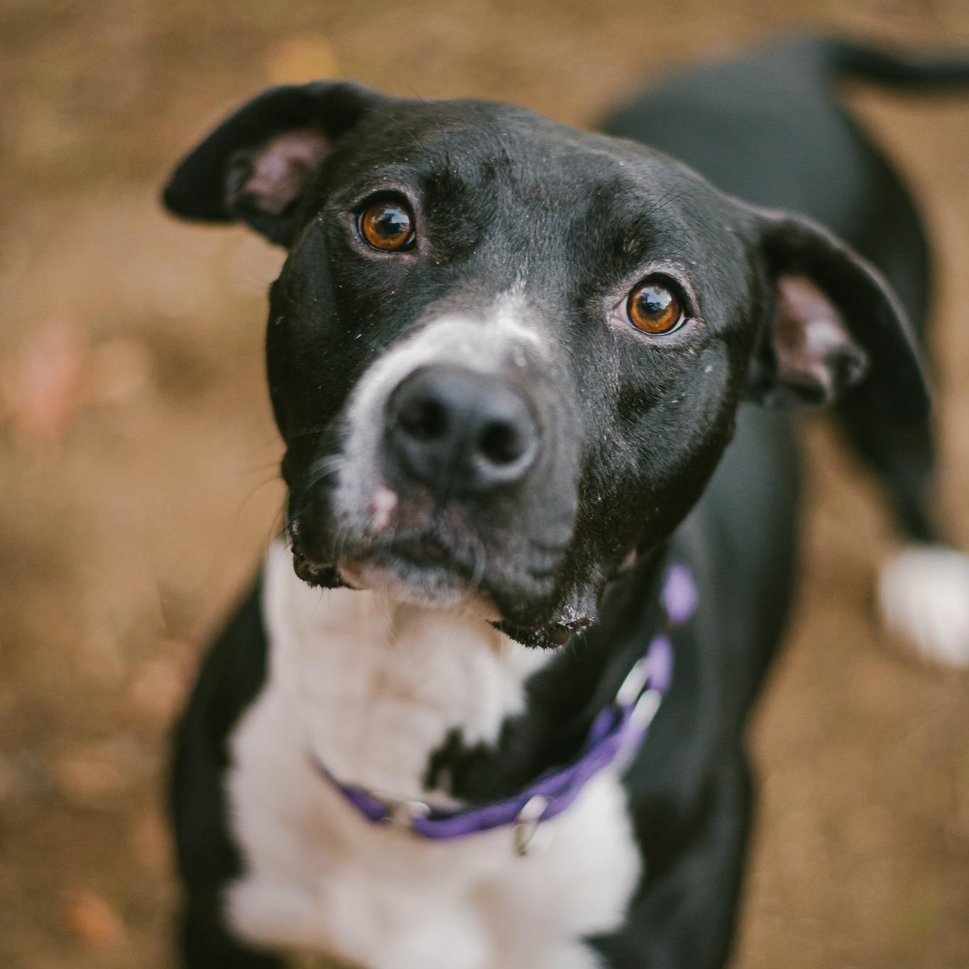 Beckham, Adult Male Pit Bull Terrier