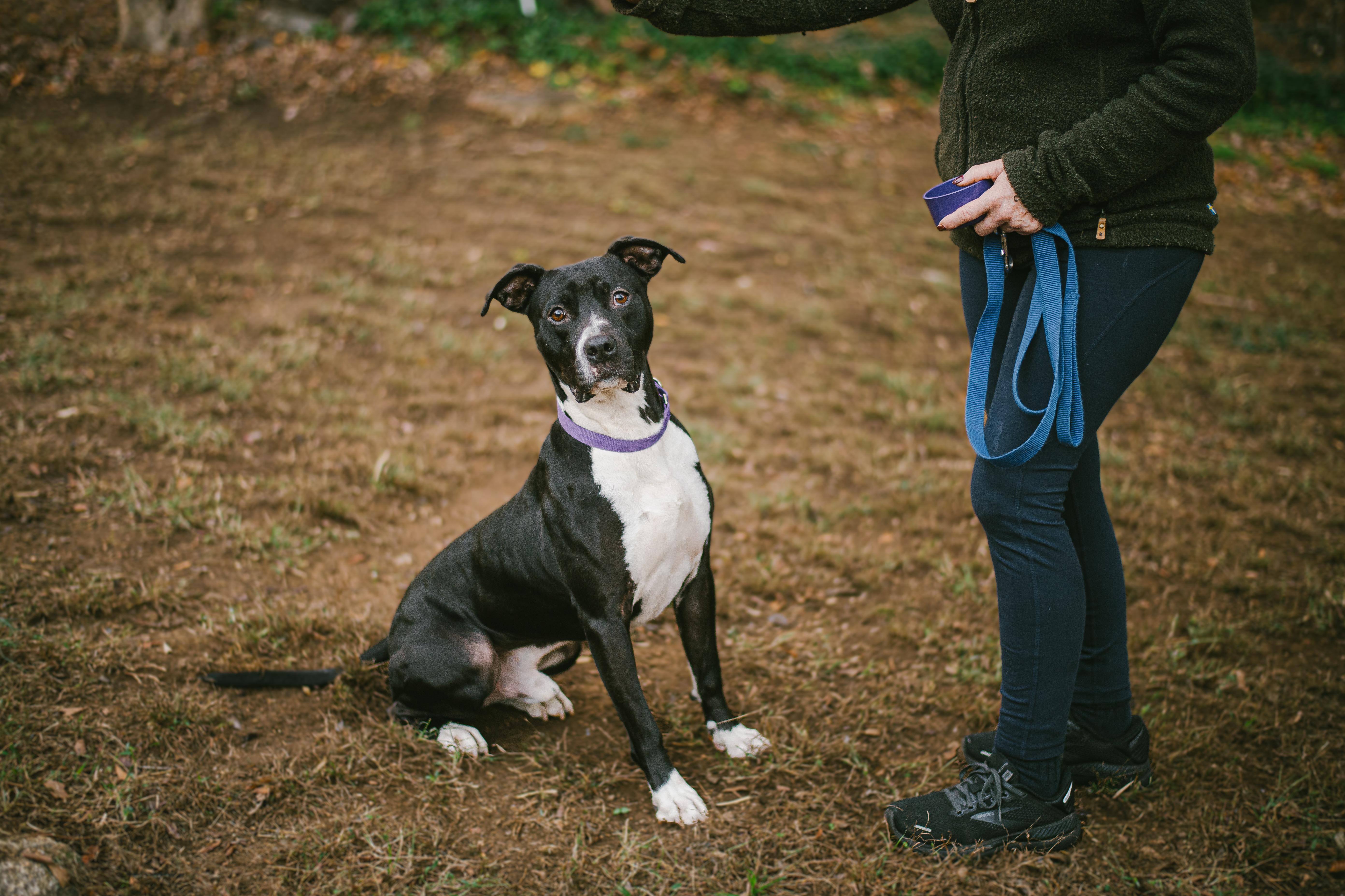 Enlarge Beckham, a Adoptable mixed breed in Simpsonville, SC image 3/6