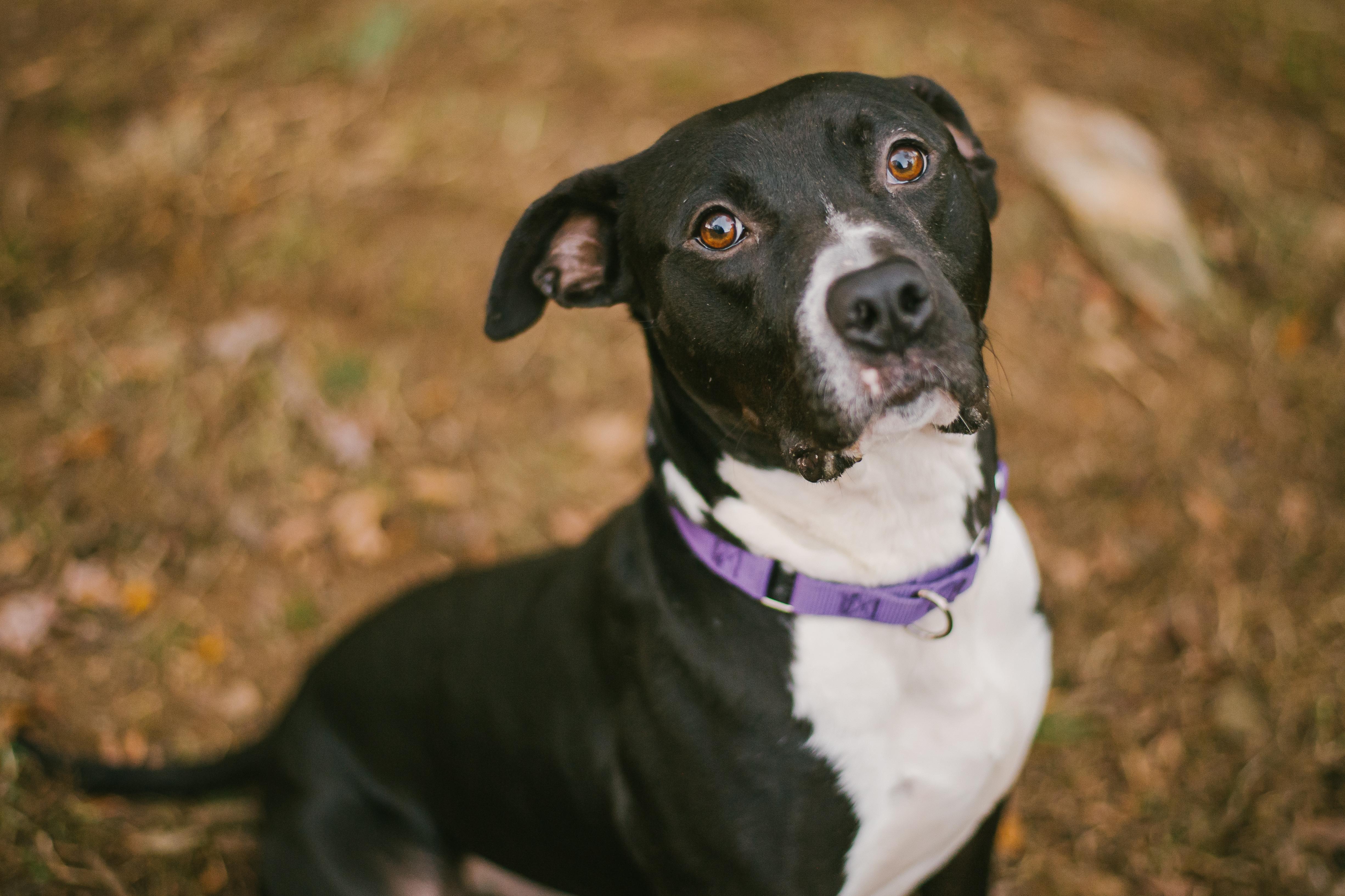 Enlarge Beckham, a Adoptable mixed breed in Simpsonville, SC image 5/6