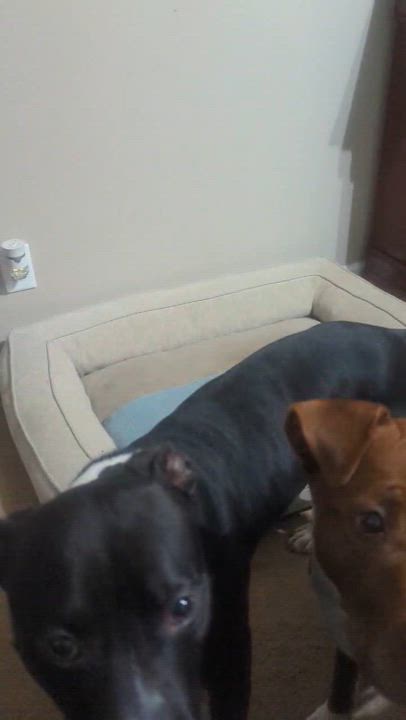 Enlarge Beckham, a Adoptable mixed breed in Simpsonville, SC video 6/6