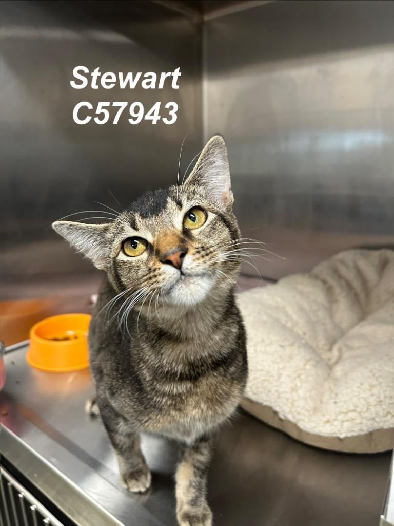 Stewart, Adoptable, Young Male Domestic Short Hair.