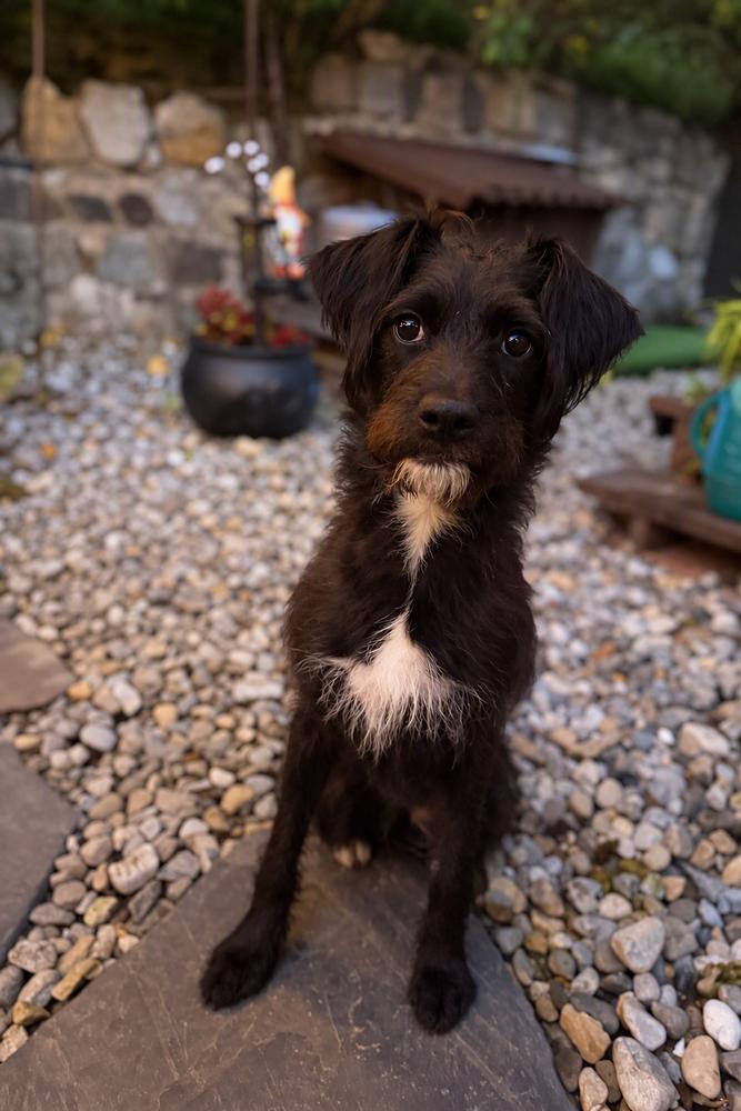 Enlarge Gumball, a Adoptable mixed breed in Wayne, NJ image 2/2