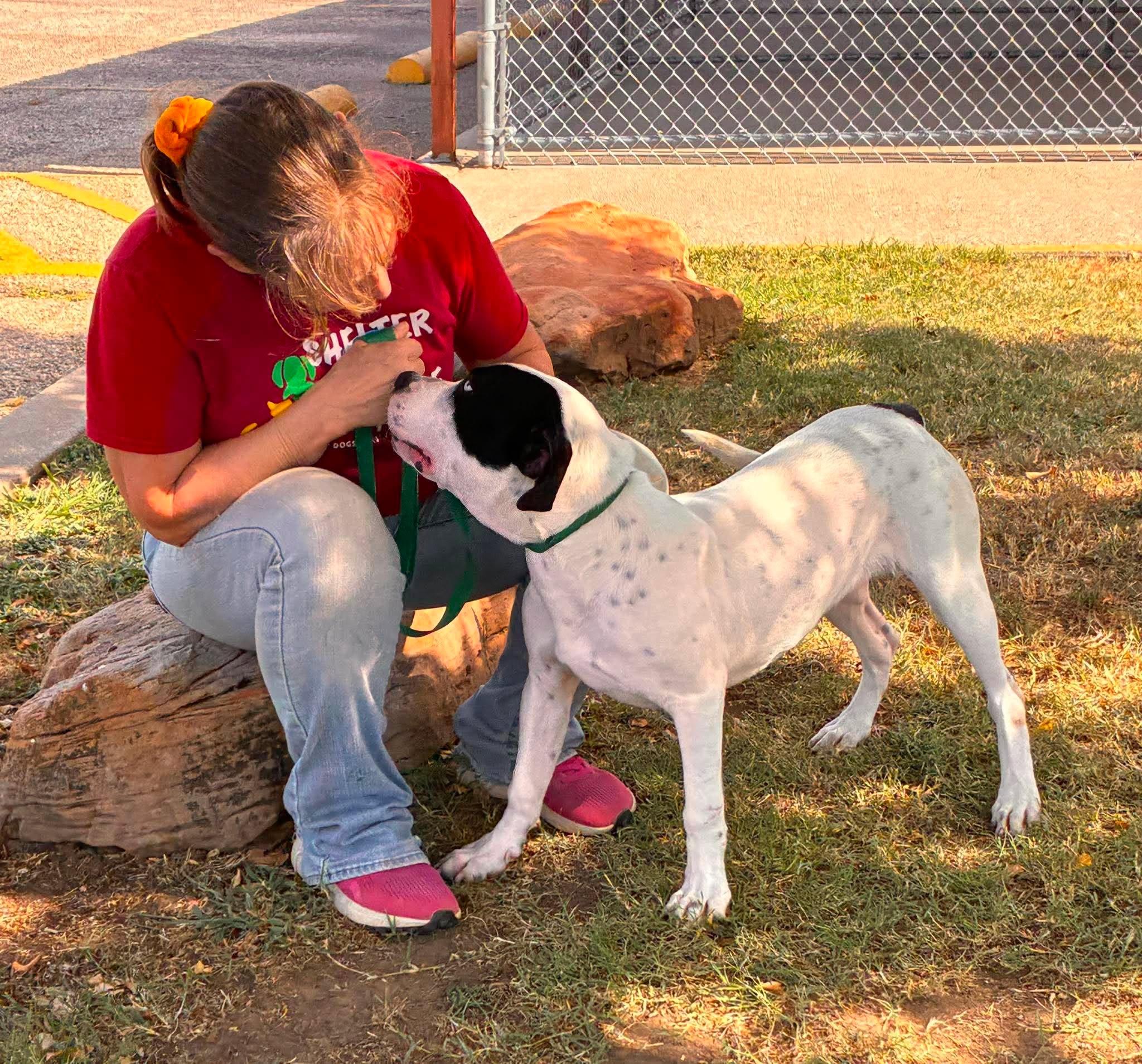Tubby CS, a ADOPTABLE Mixed Breed in Columbia, MD image 2/4