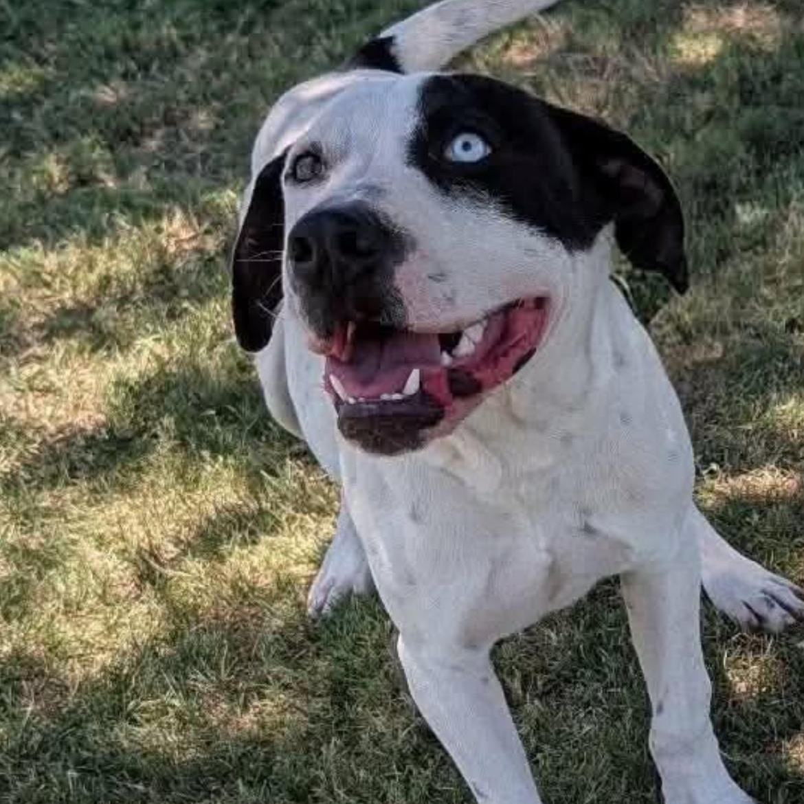 Tubby CS, a ADOPTABLE Mixed Breed in Columbia, MD image 1/4