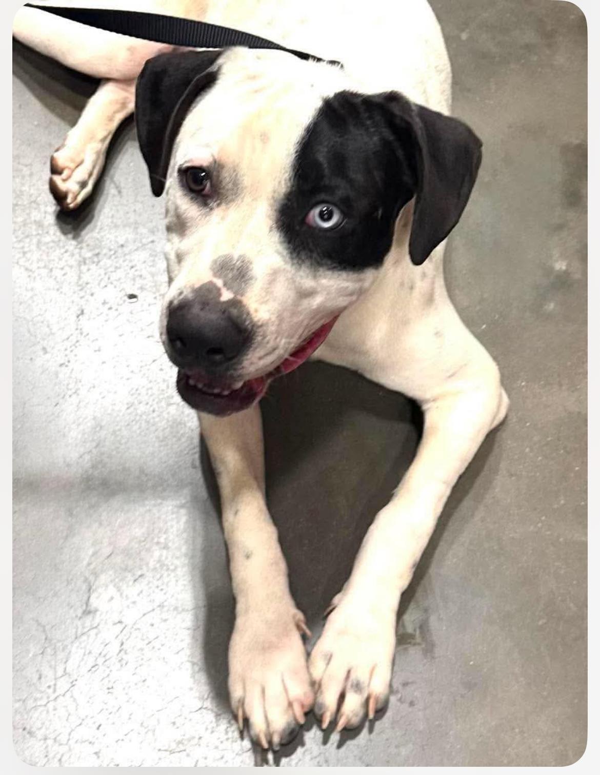 Enlarge Tubby CS, a ADOPTABLE Mixed Breed in Columbia, MD image 4/5