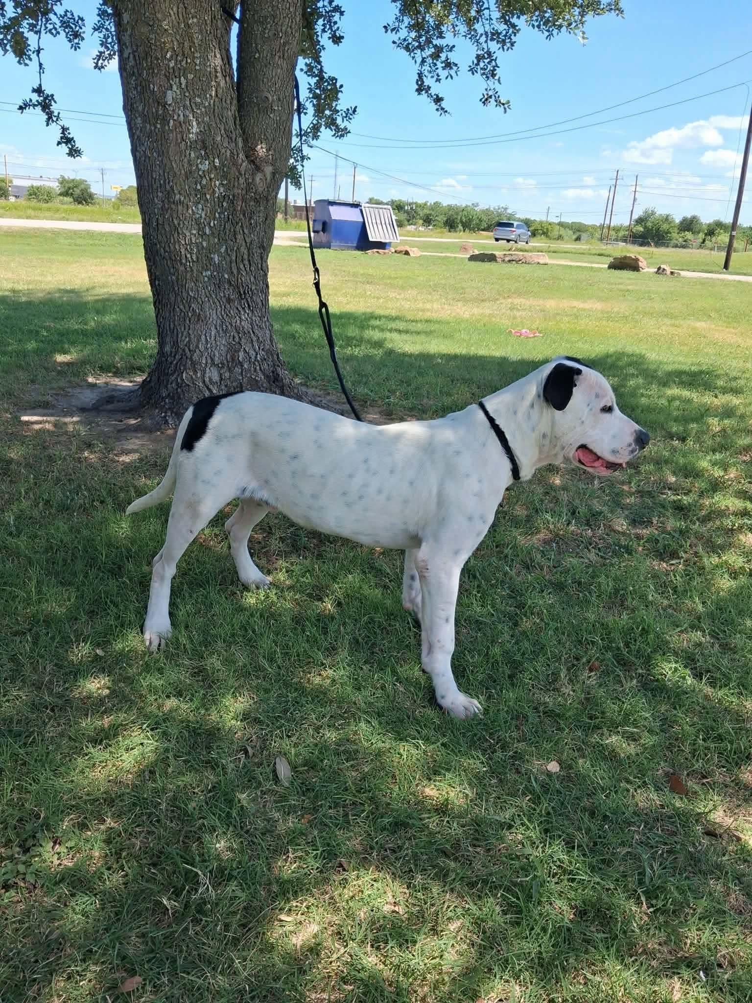 Tubby CS, a ADOPTABLE Mixed Breed in Columbia, MD image 3/4