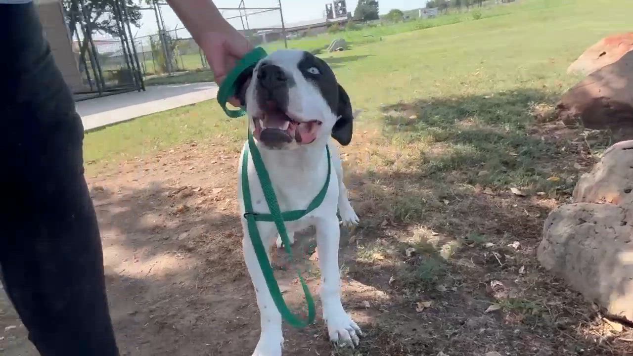 Enlarge Tubby CS, a ADOPTABLE Mixed Breed in Columbia, MD video 4/4