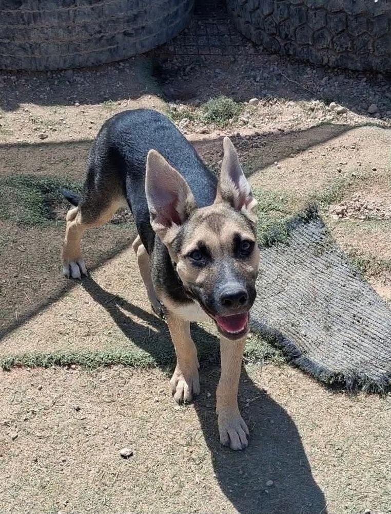 Atlas, Adoptable, Puppy Male German Shepherd Dog.
