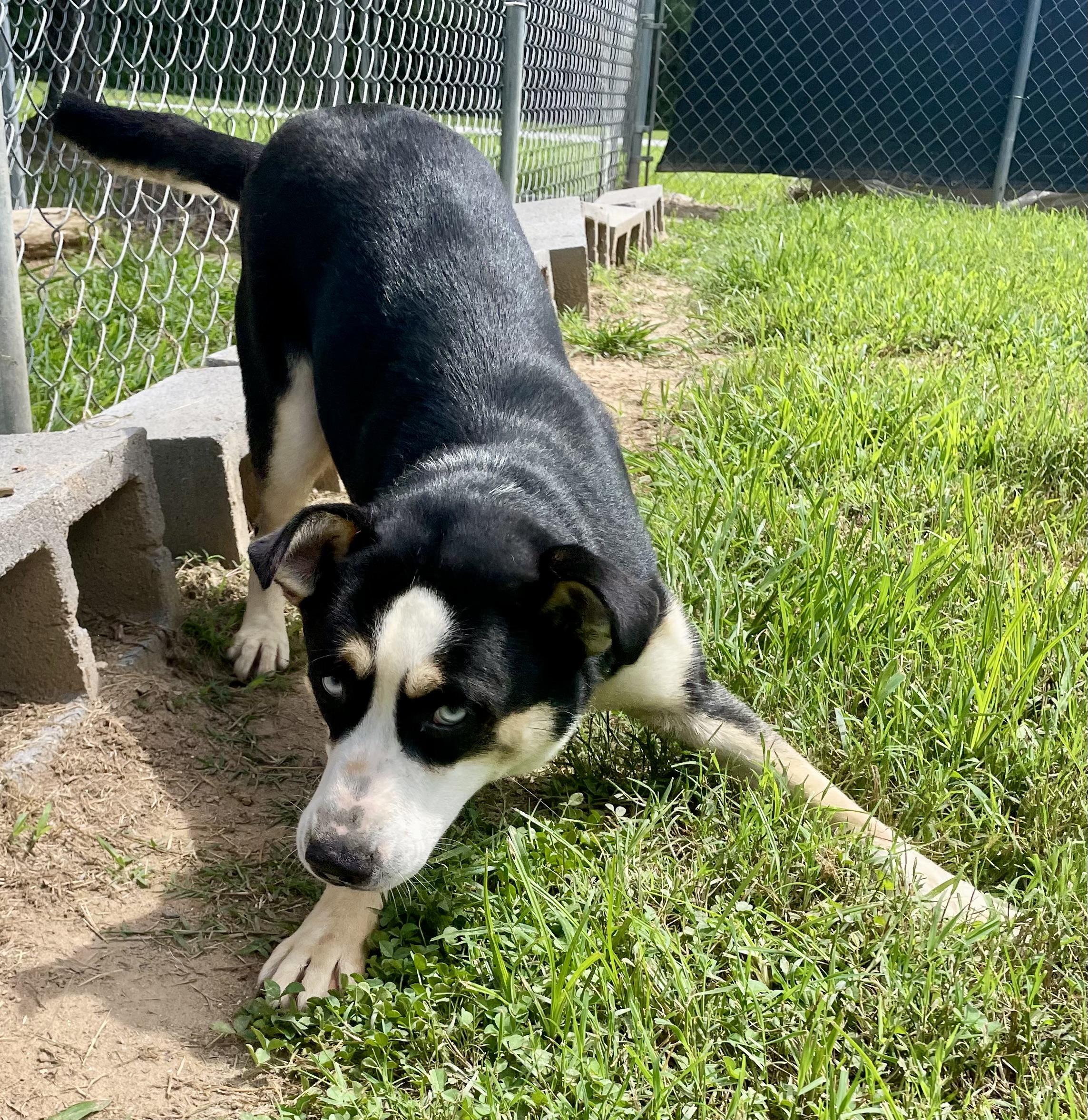 Jolene, an adopted mixed breed in Sautee Nacoochee, GA image 3/3
