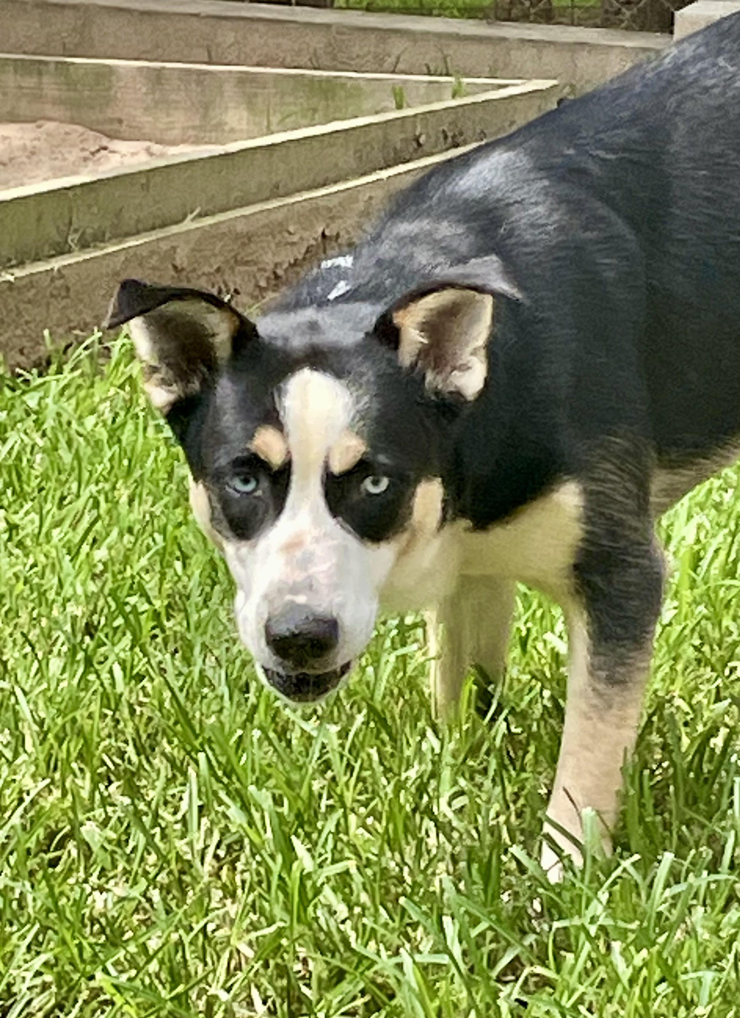Jolene, an adopted mixed breed in Sautee Nacoochee, GA image 1/3