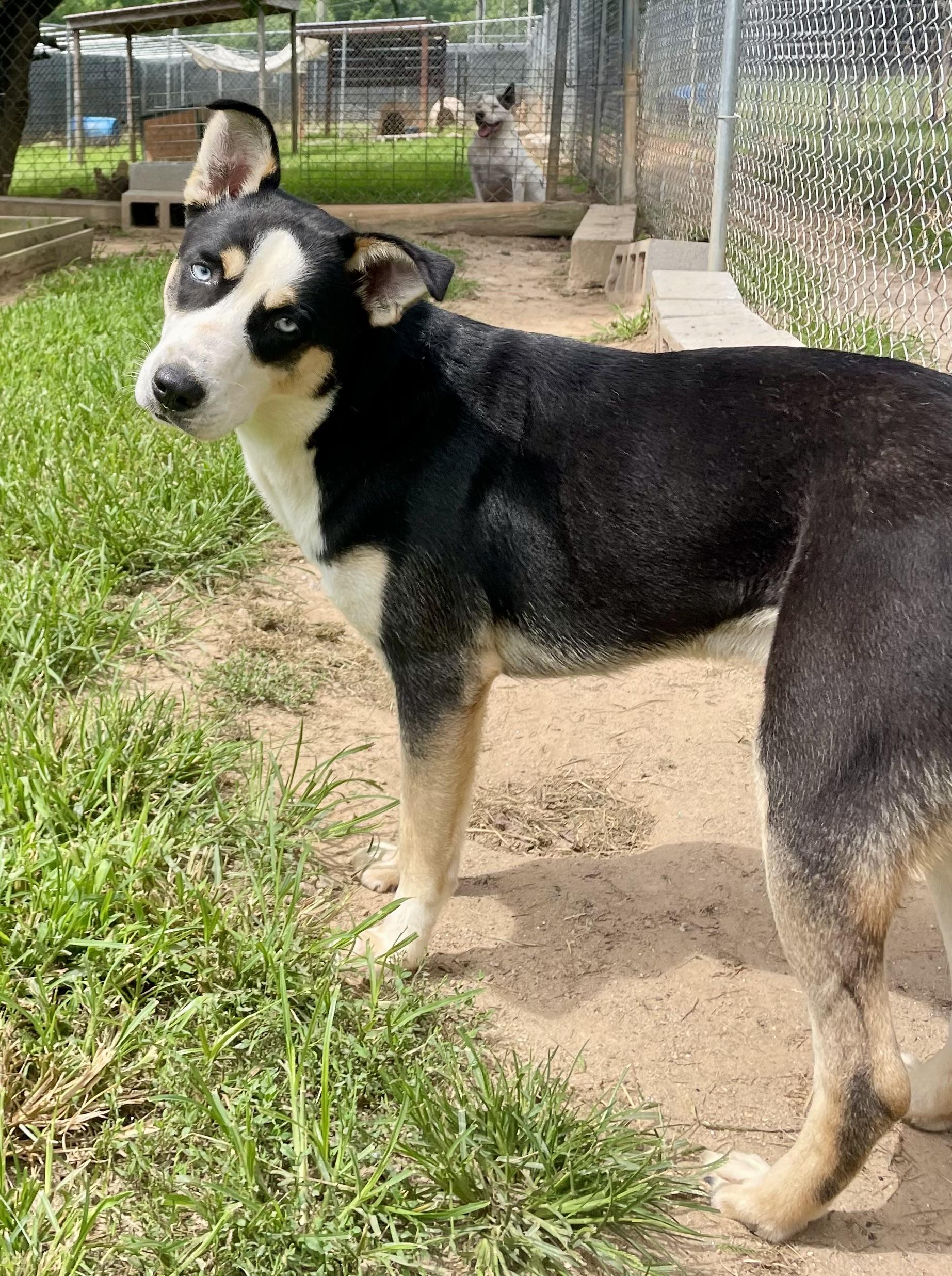 Jolene, an adopted mixed breed in Sautee Nacoochee, GA image 2/3