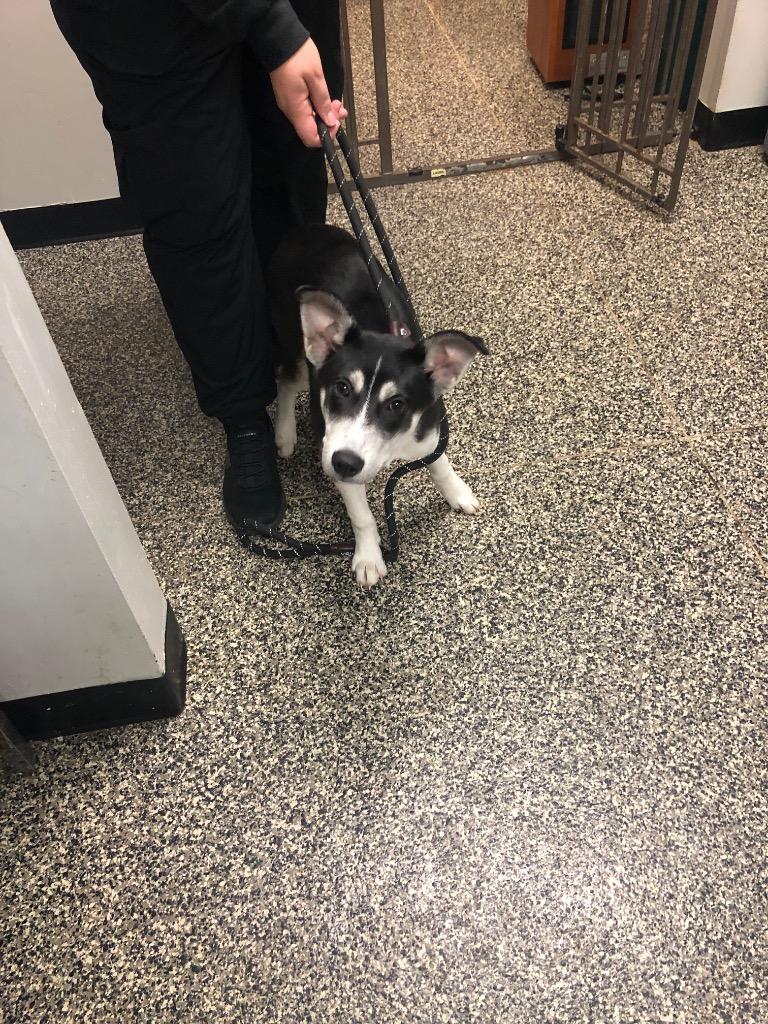 Reynold, Adoptable, Puppy Male Mixed Breed.