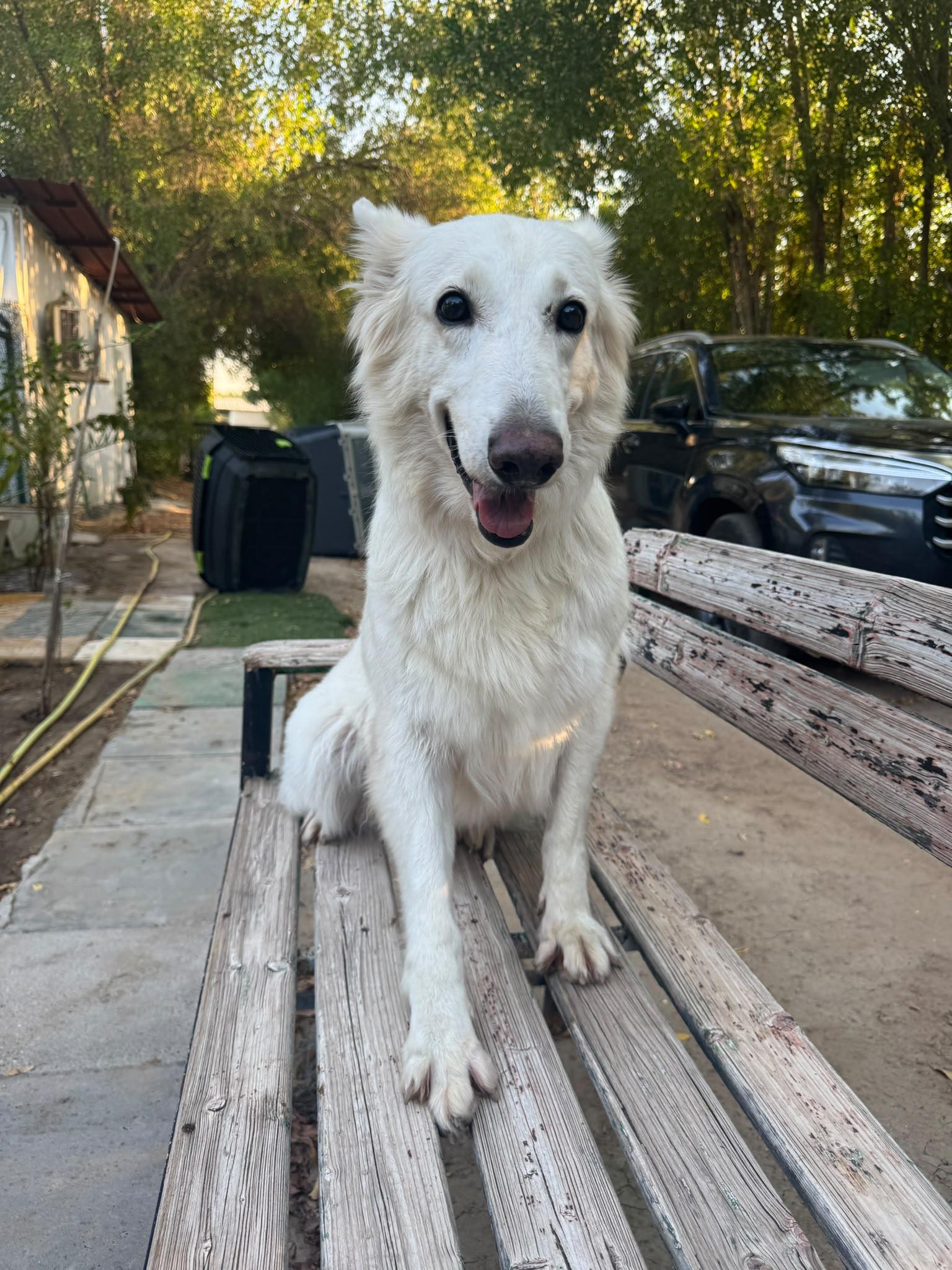 Enlarge Jennie, a Adoptable White German Shepherd in Mississauga, ON image 4/6