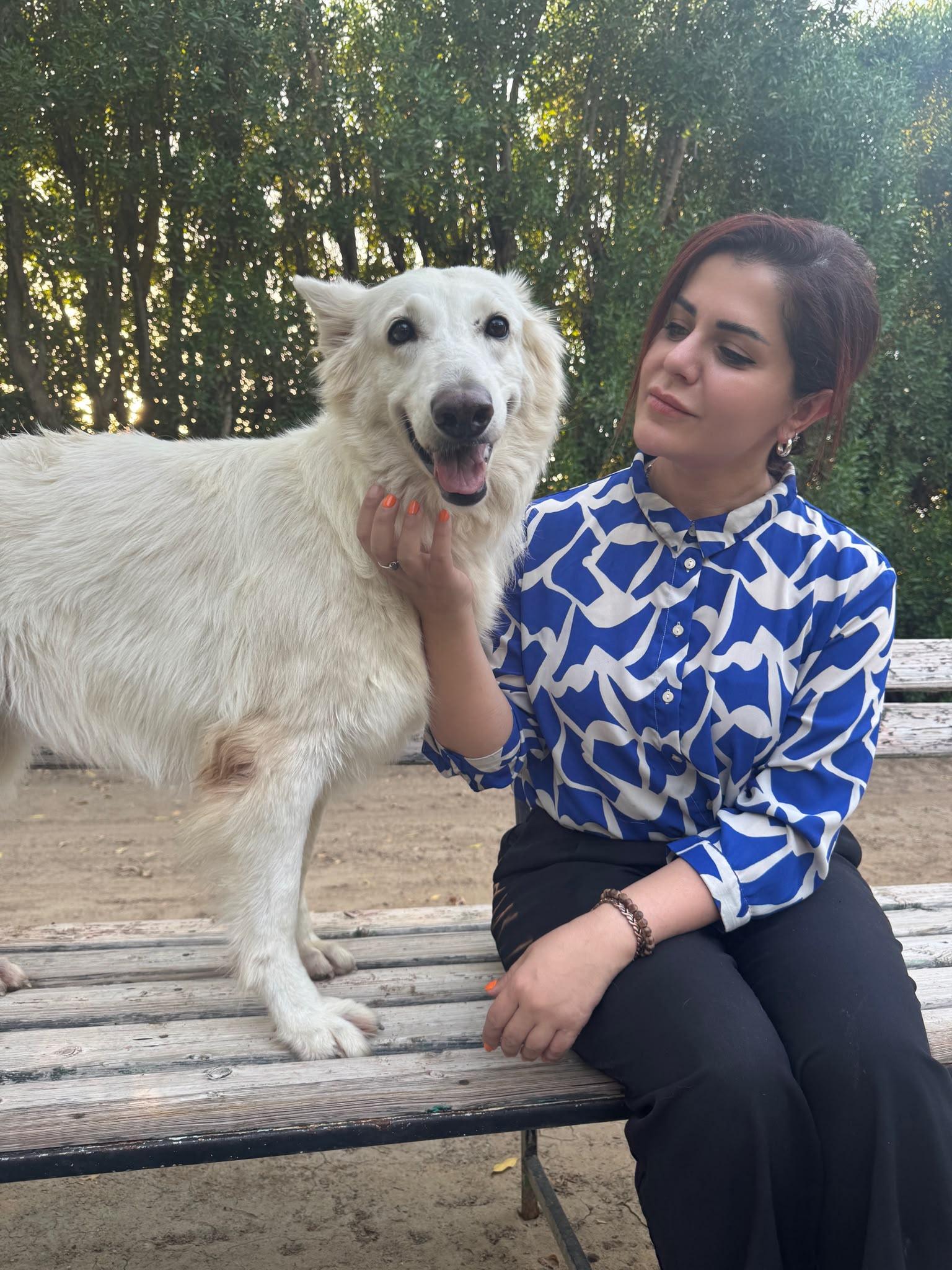 Enlarge Jennie, a Adoptable White German Shepherd in Mississauga, ON image 5/6