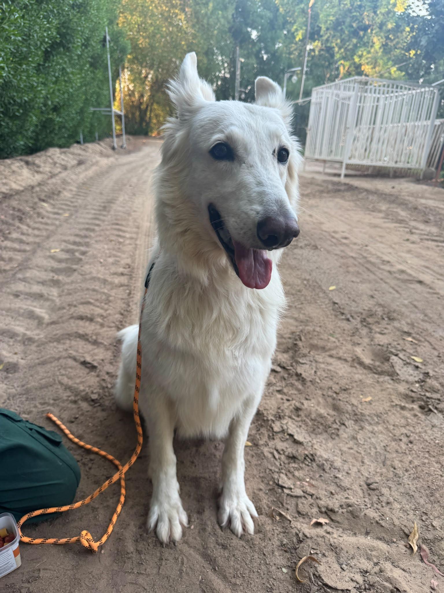 Enlarge Jennie, a Adoptable White German Shepherd in Mississauga, ON image 3/6