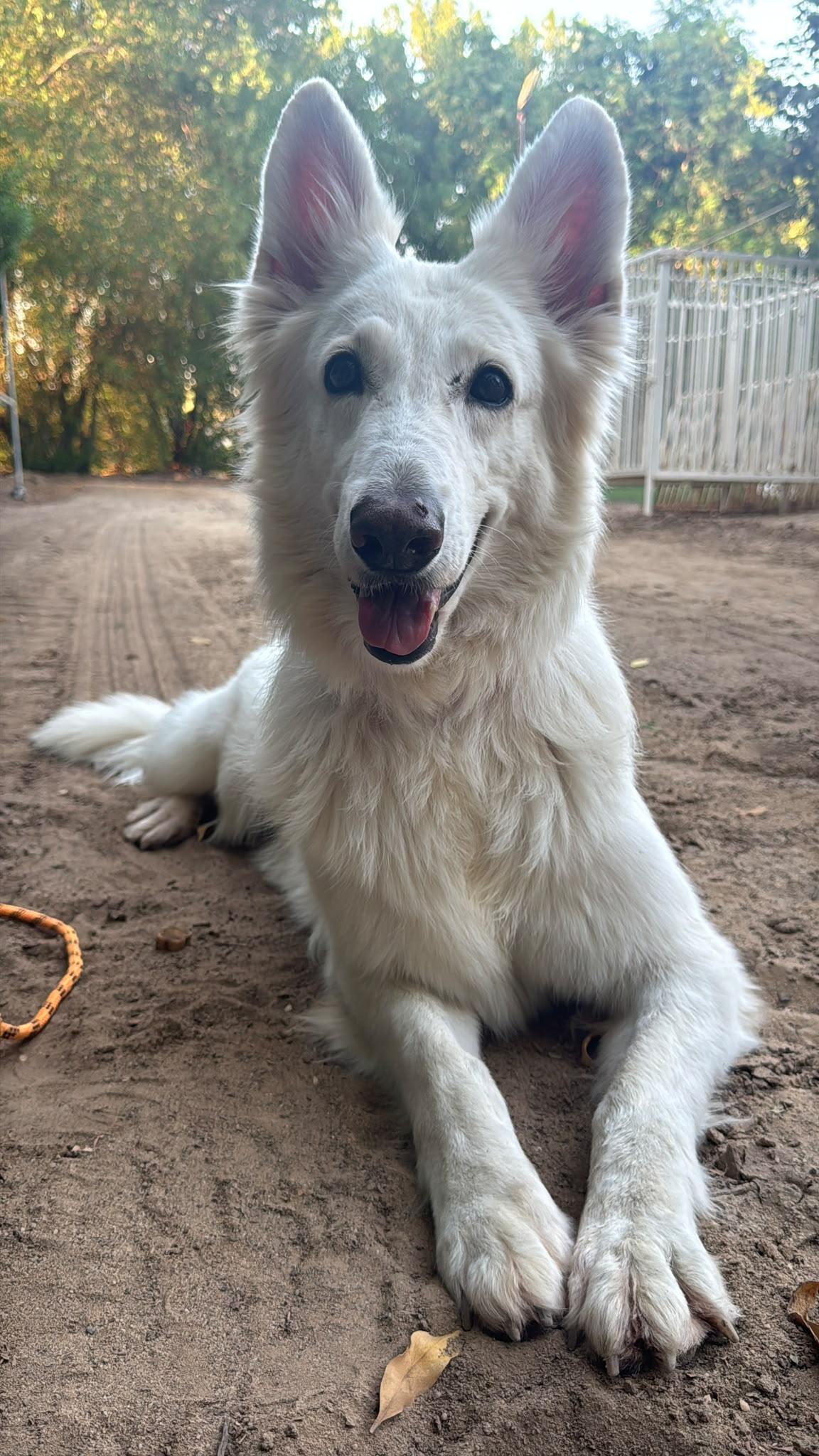 Enlarge Jennie, a Adoptable White German Shepherd in Mississauga, ON image 2/6