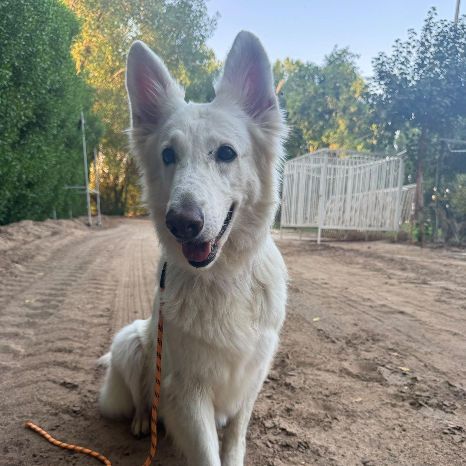 Jennie, Adoptable, Adult Female White German Shepherd.