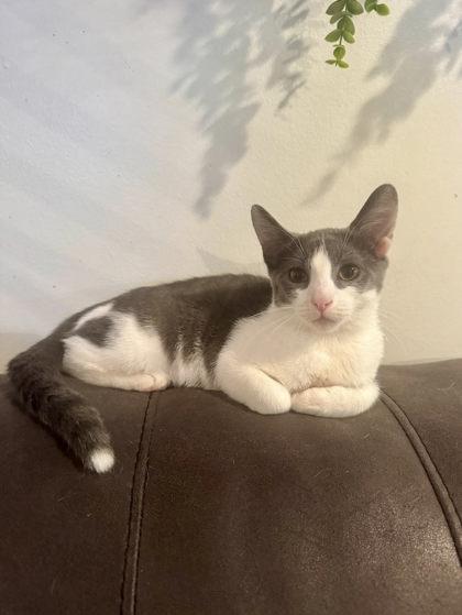 Enlarge Pancetta, a Adoptable Domestic Short Hair in Berwick, PA image 1/1