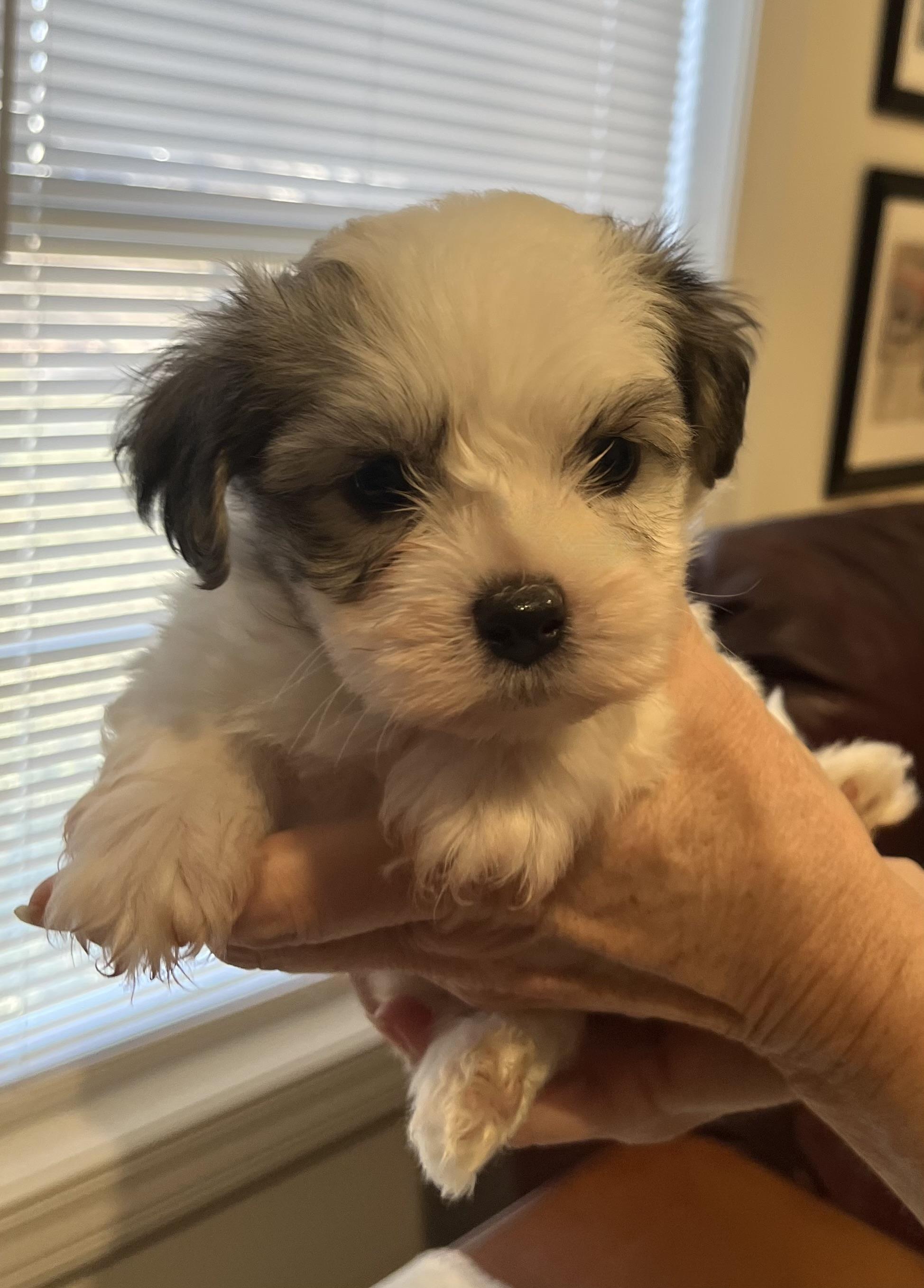 Domino, Adoptable, Puppy Male Havanese.