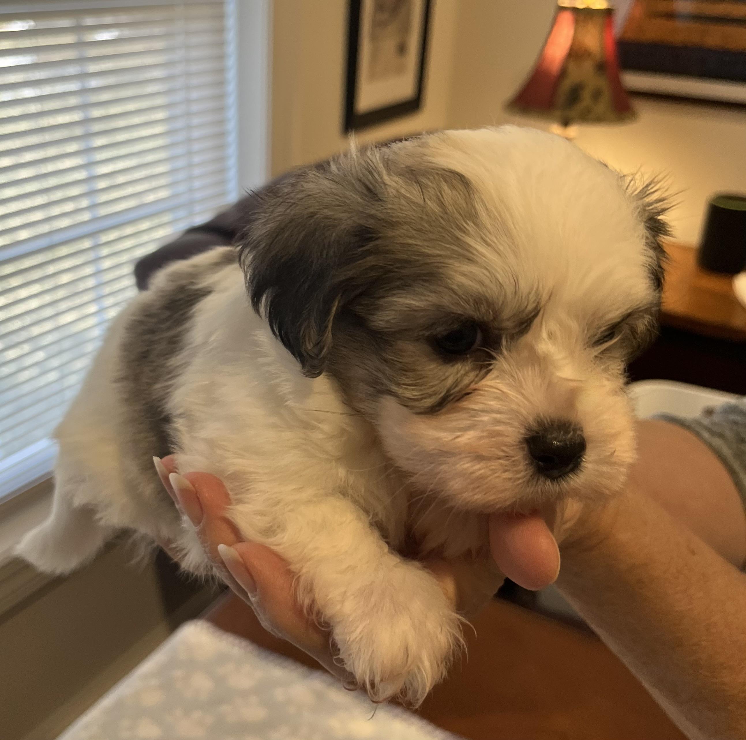 Domino, a Adoptable Havanese in Far Hills, NJ image 3/4