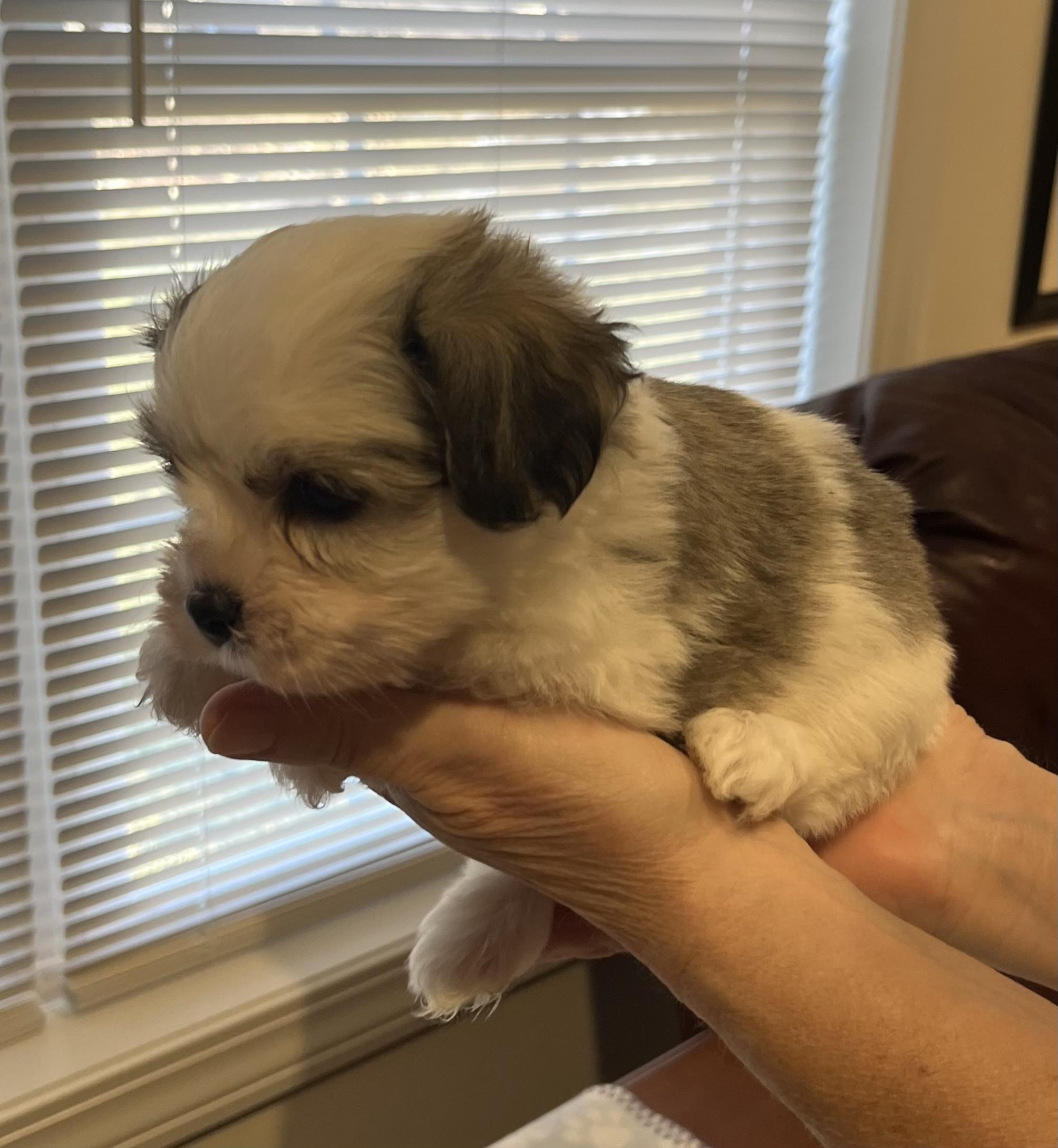 Domino, a Adoptable Havanese in Far Hills, NJ image 2/4