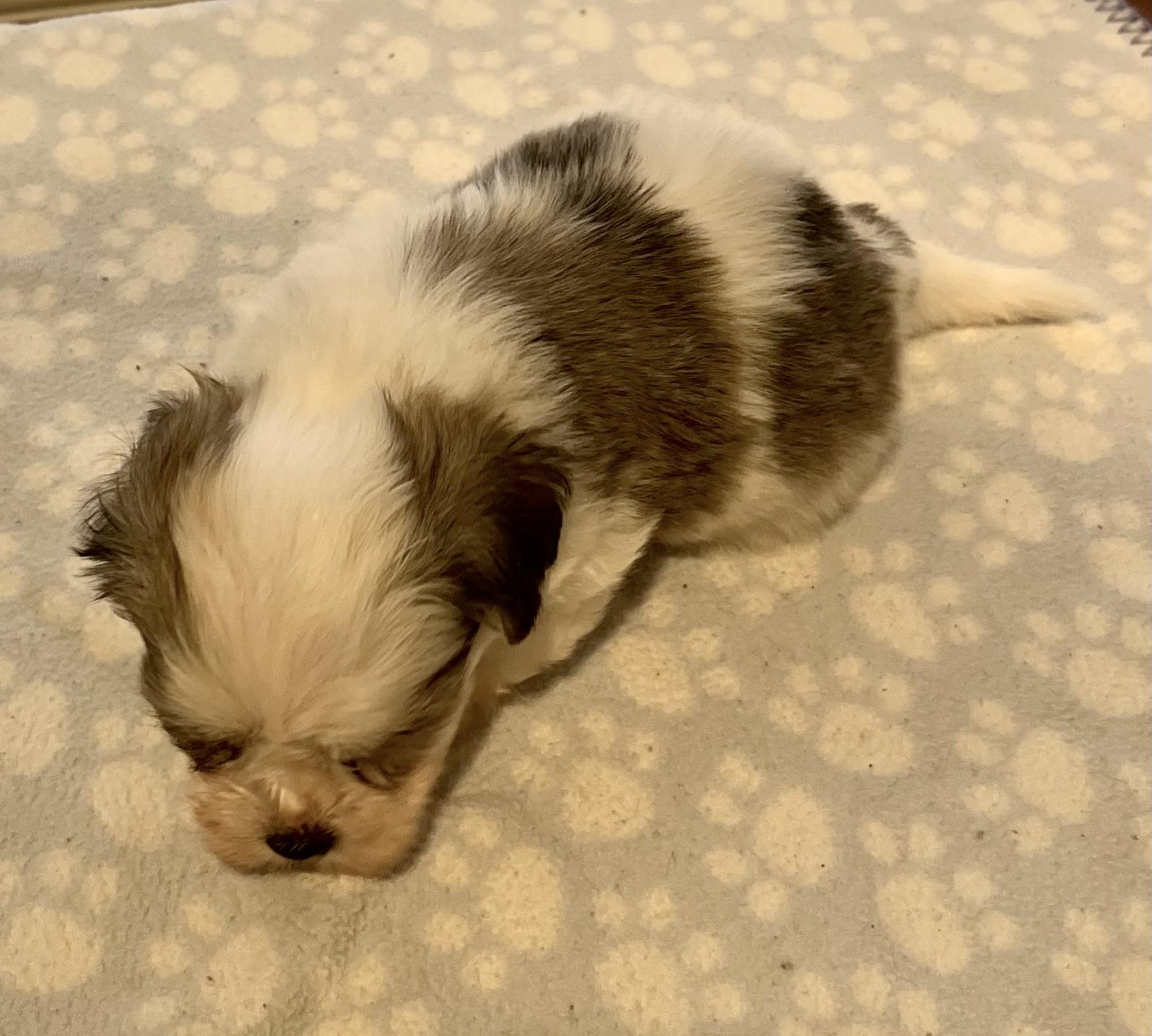 Domino, a Adoptable Havanese in Far Hills, NJ image 4/4