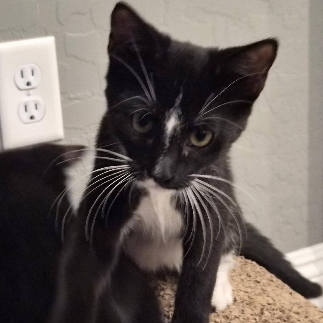 Speedy, Adoptable, Kitten Male Domestic Short Hair.