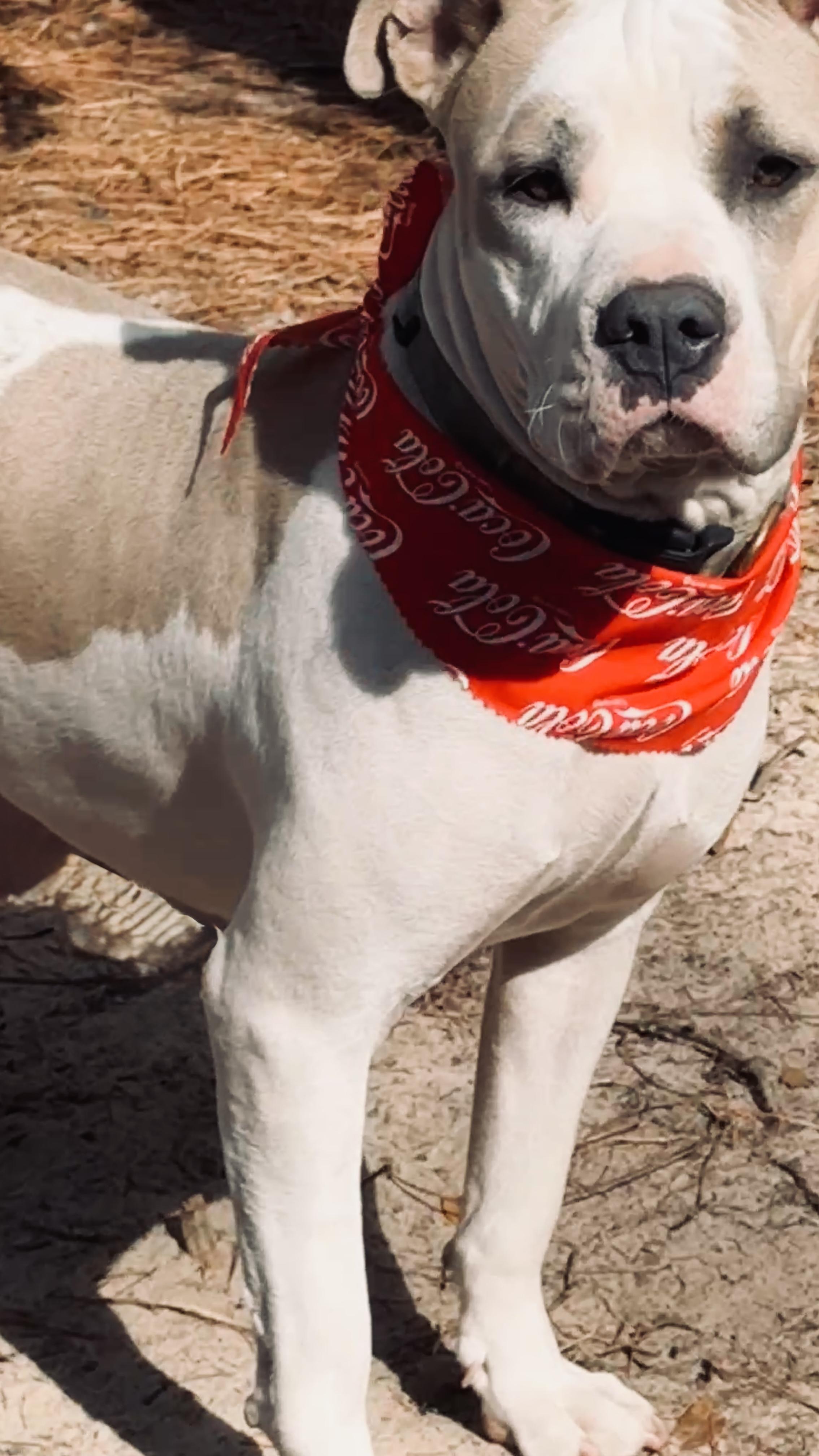 Enlarge Claudette, a ADOPTABLE Pit Bull Terrier in Nahunta, GA image 5/6