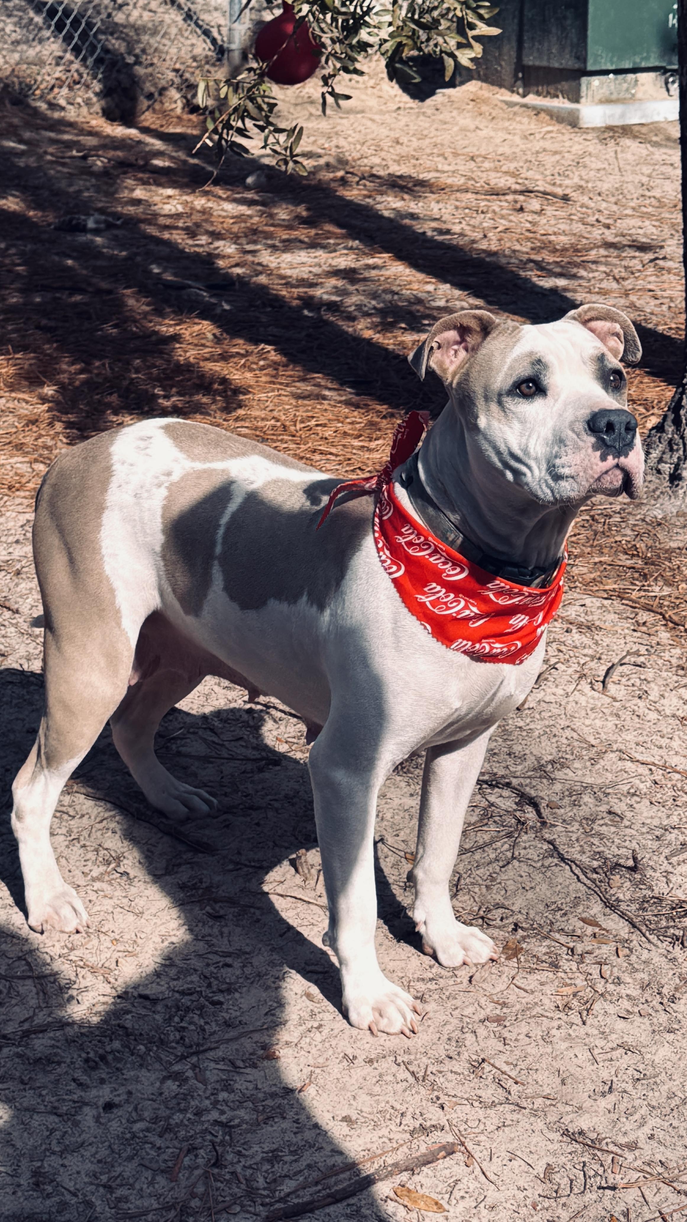 Enlarge Claudette, a ADOPTABLE Pit Bull Terrier in Nahunta, GA image 6/6