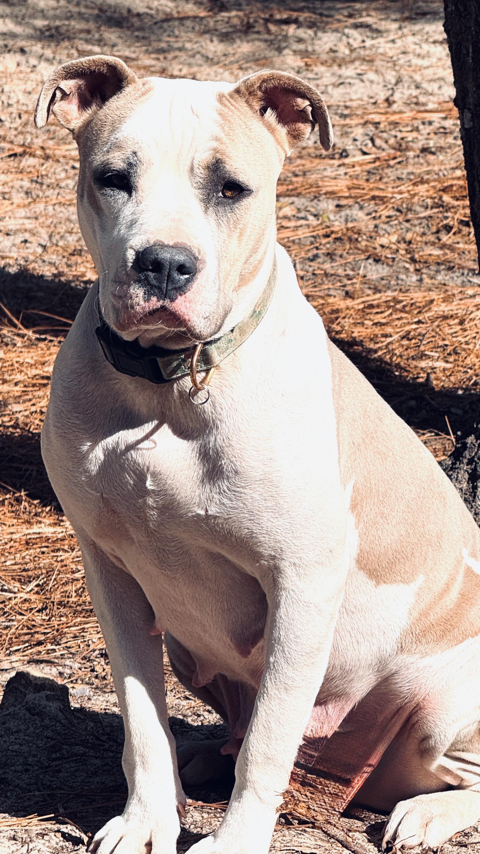 Enlarge Claudette, a ADOPTABLE Pit Bull Terrier in Nahunta, GA image 4/6