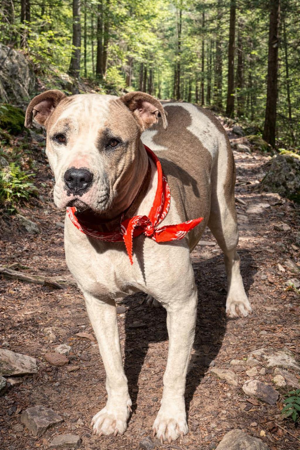Enlarge Claudette, a ADOPTABLE Pit Bull Terrier in Nahunta, GA image 1/6
