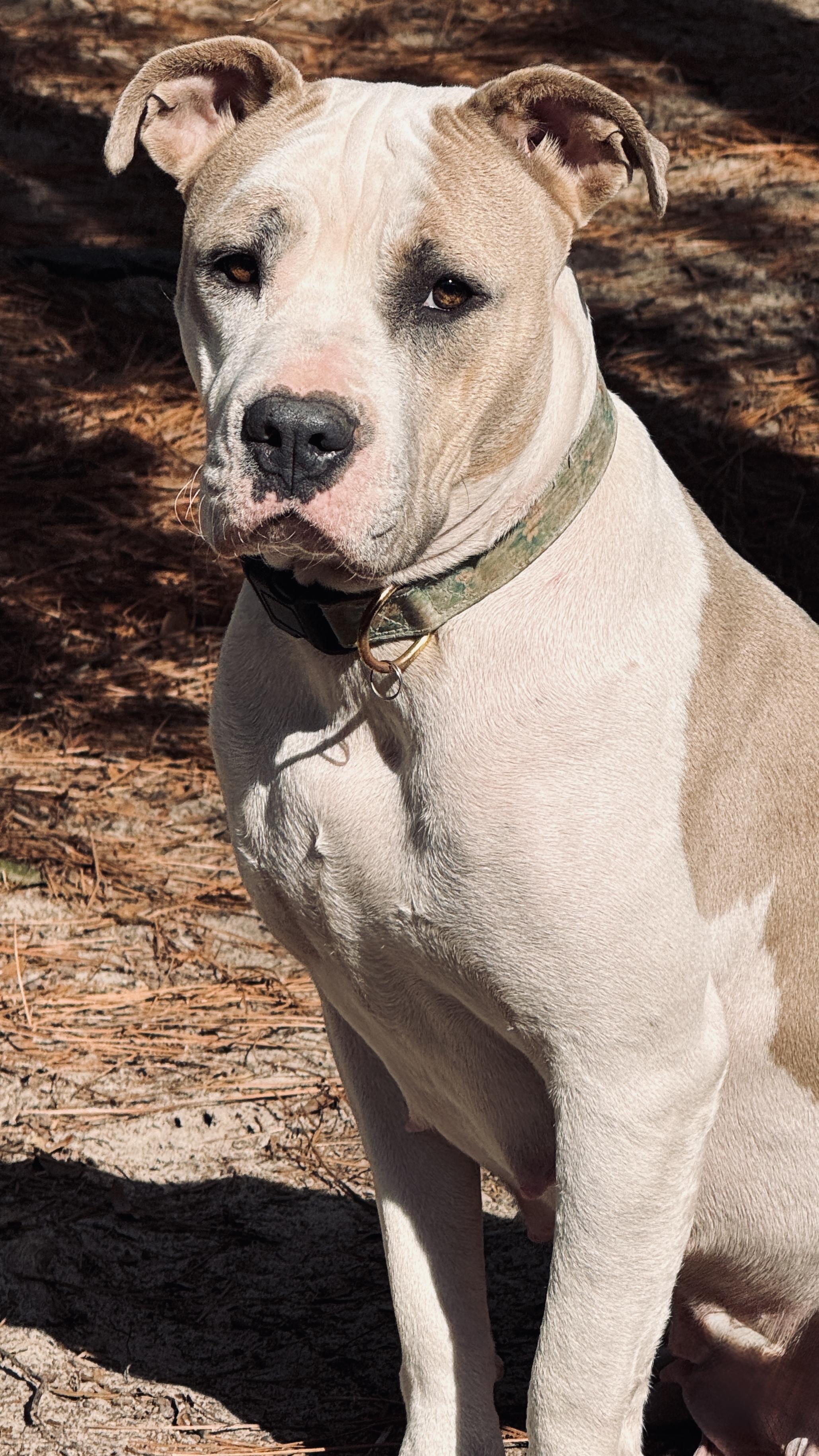 Enlarge Claudette, a ADOPTABLE Pit Bull Terrier in Nahunta, GA image 3/6