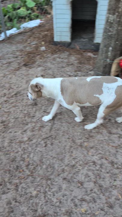 Enlarge Claudette, a ADOPTABLE Pit Bull Terrier in Nahunta, GA video 2/6