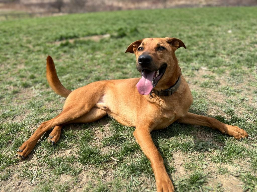 Enlarge Chase, a Adopted mixed breed in Hudson, NY image 1/1