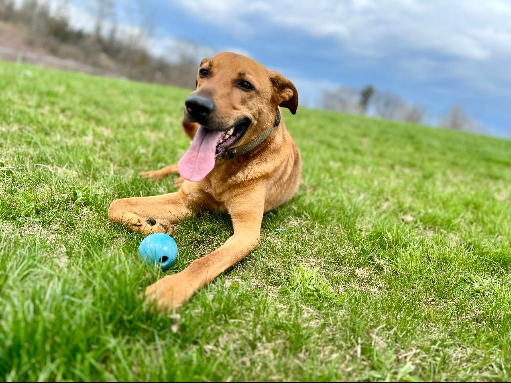 Enlarge Chase, a Adoptable mixed breed in Hudson, NY image 2/3