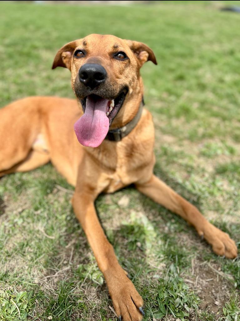 Enlarge Chase, a Adoptable mixed breed in Hudson, NY image 3/3