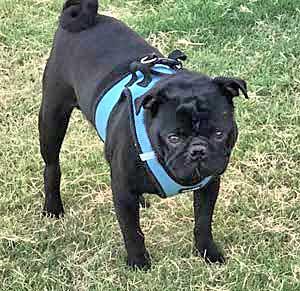 ELIJAH, Adoptable, Adult Male Pug.