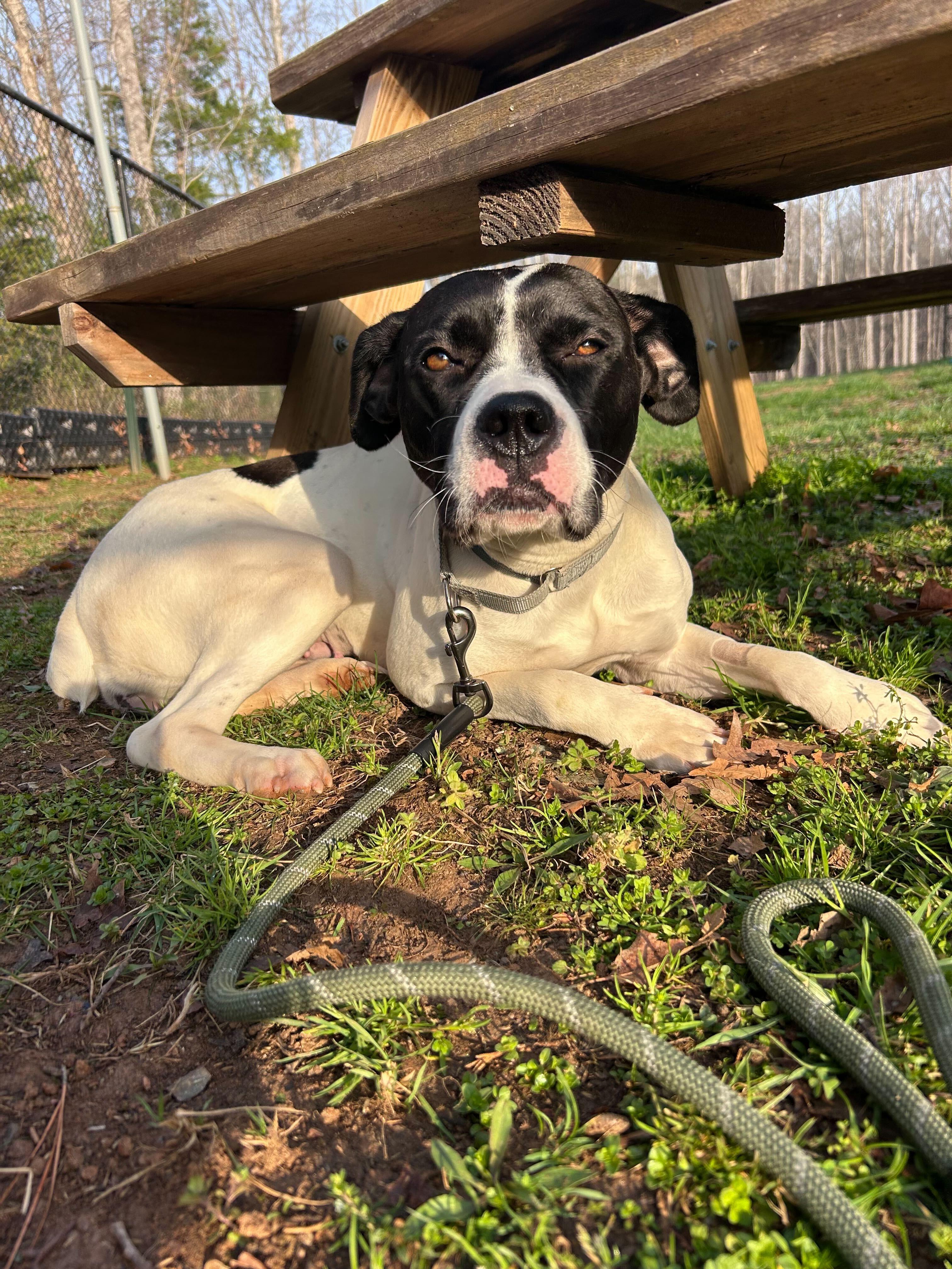 Enlarge Walhalla , a ADOPTABLE mixed breed in Maidens, VA image 2/4