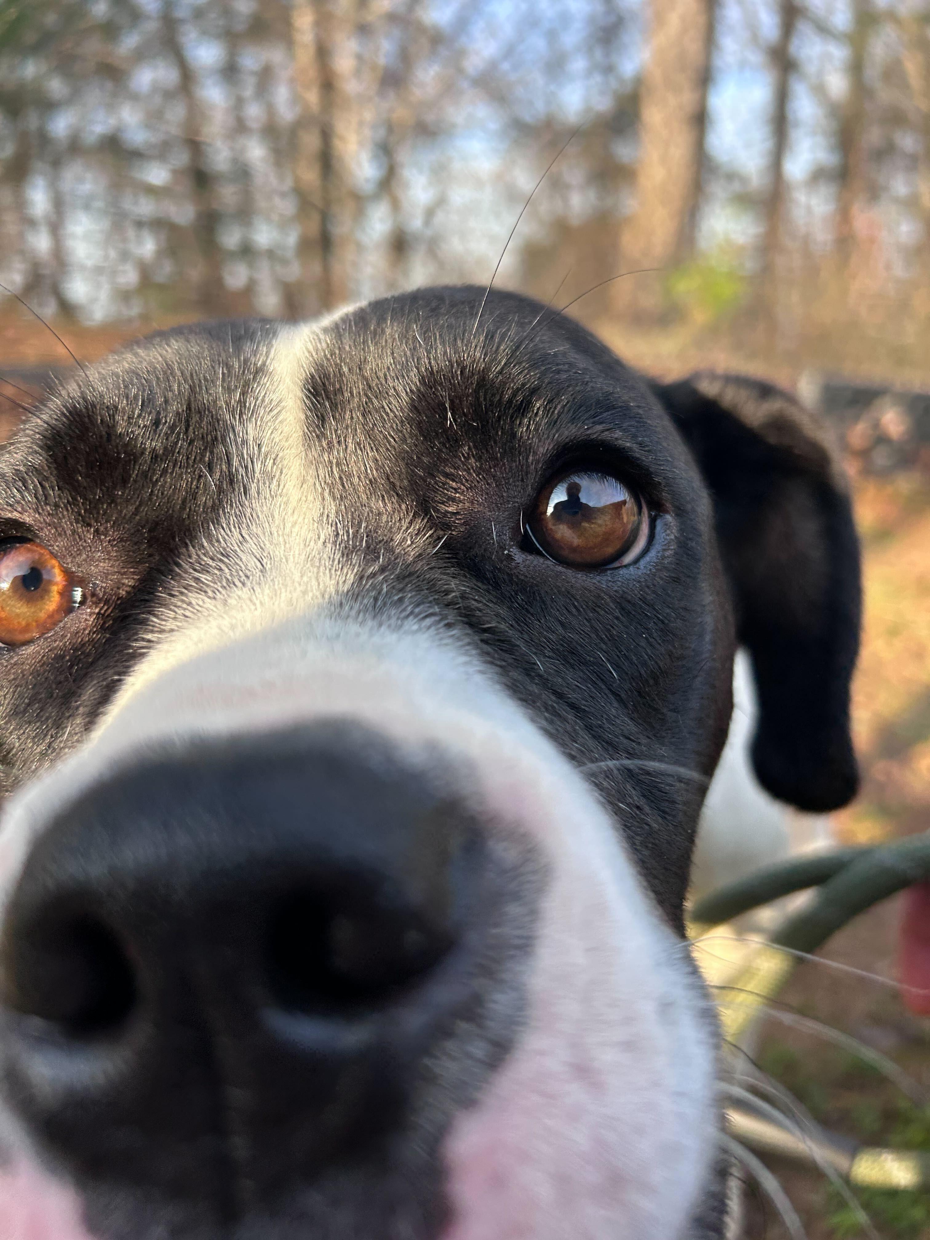 Enlarge Walhalla , a ADOPTABLE mixed breed in Maidens, VA image 4/4