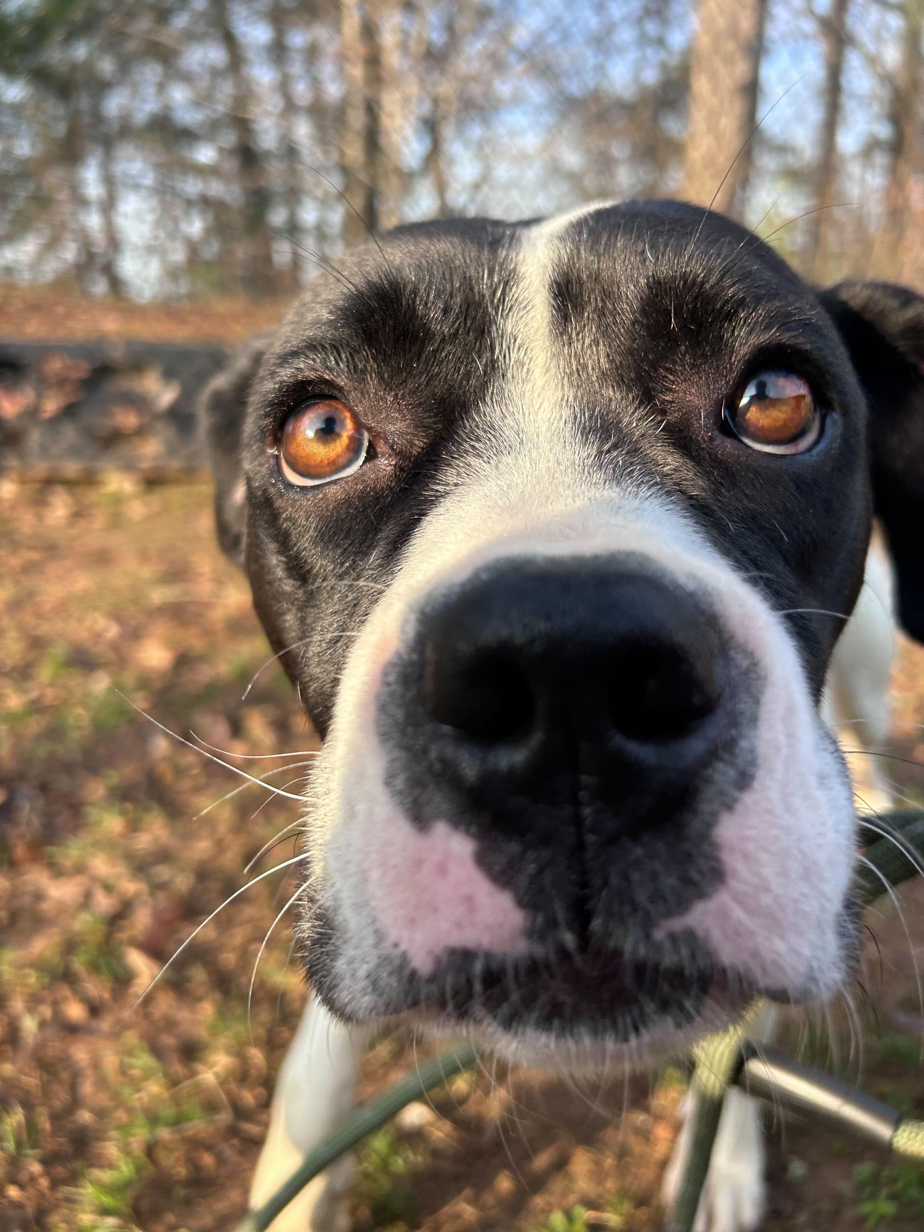 Enlarge Walhalla , a ADOPTABLE mixed breed in Maidens, VA image 3/4