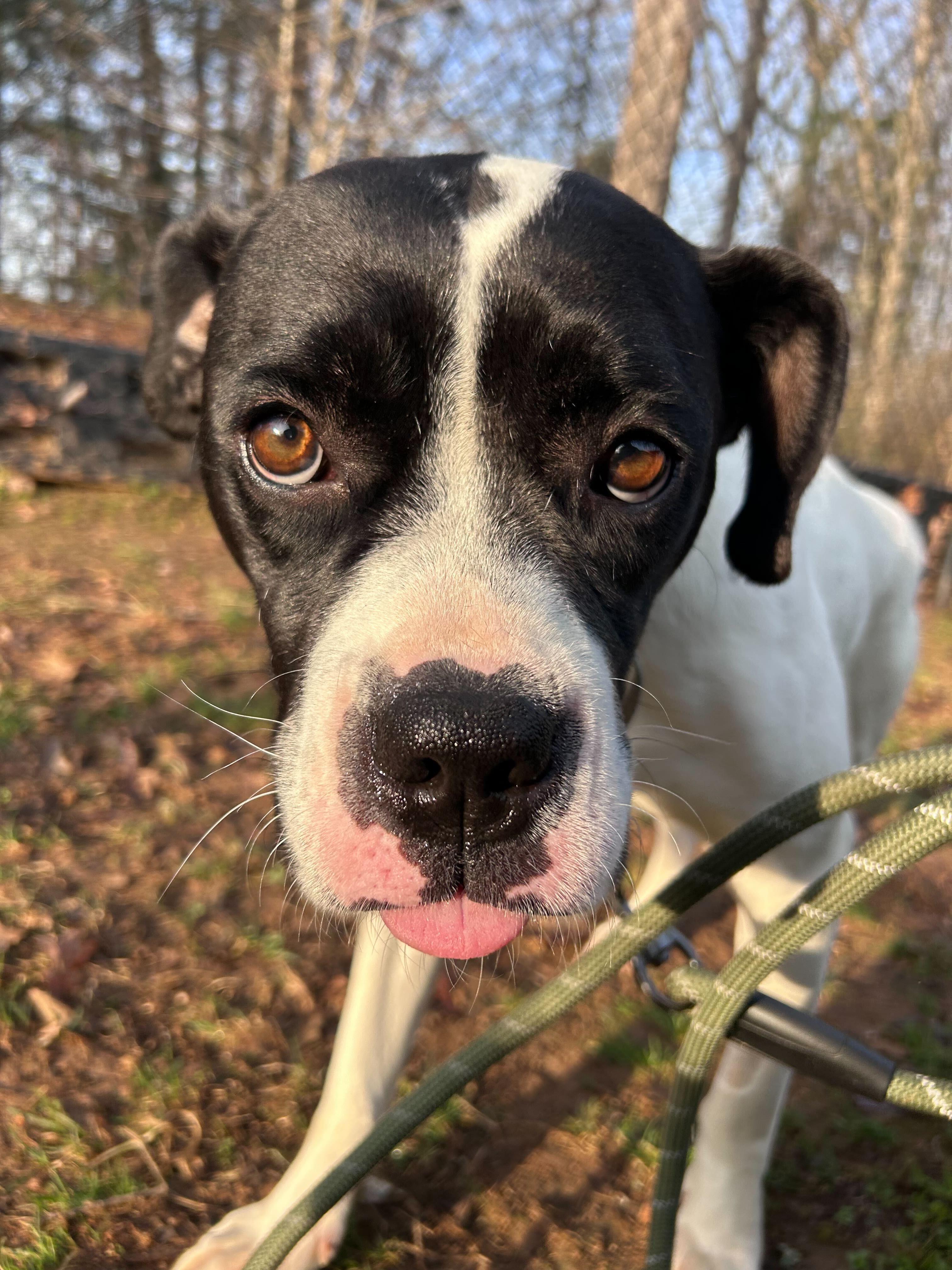Walhalla , ADOPTABLE, Young Female American Bulldog.