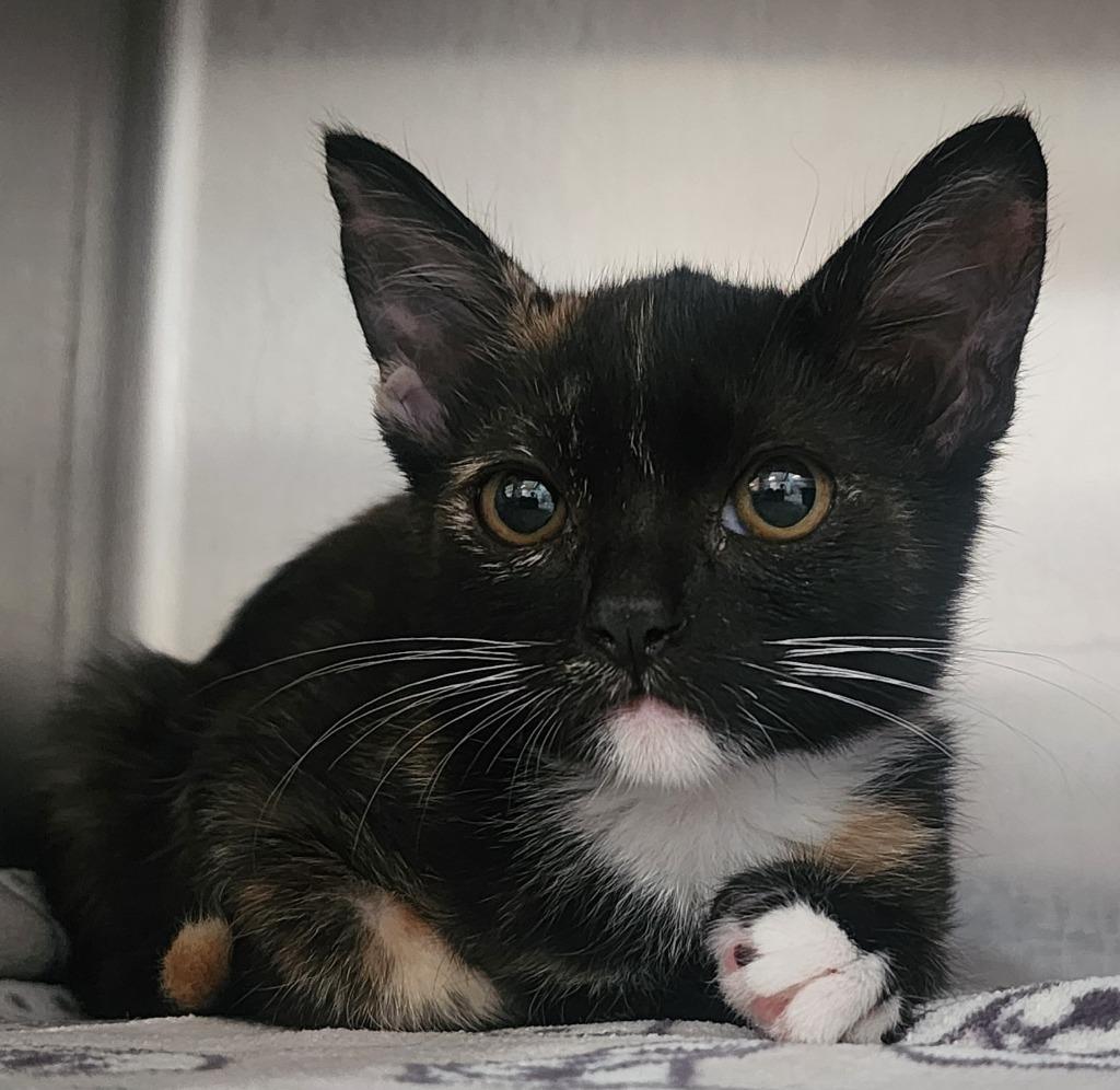 Harvest, Adoptable, Kitten Female Domestic Short Hair.