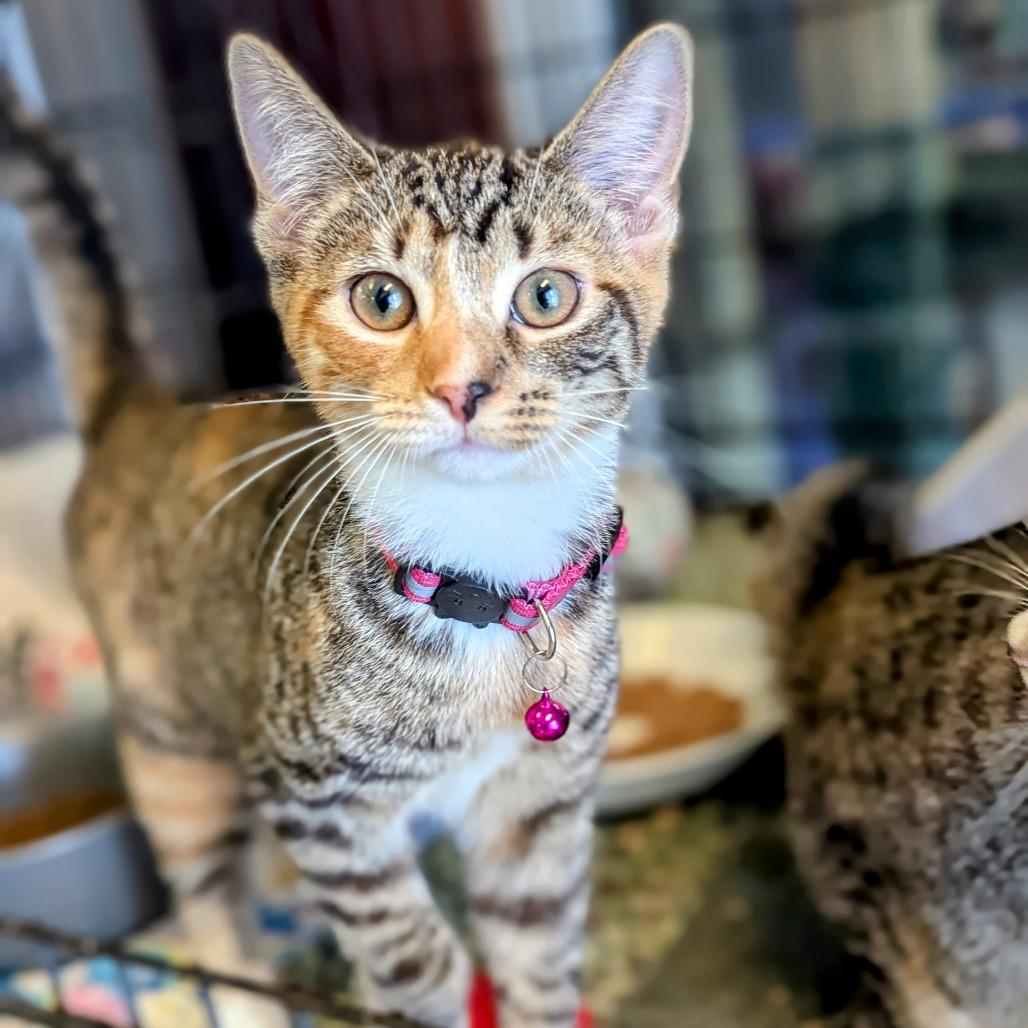 Astrid, Adoptable, Young Female Domestic Short Hair.